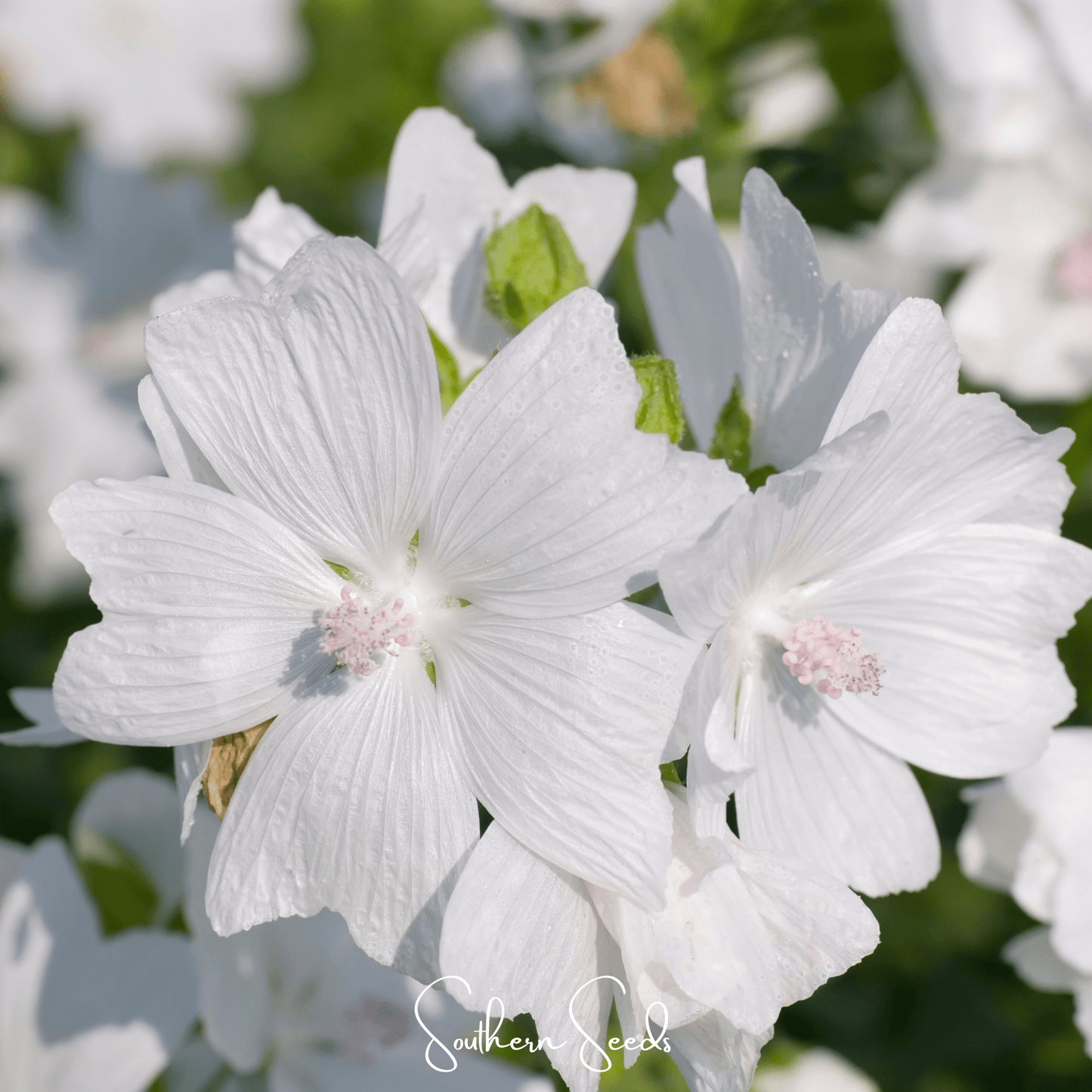 White Hollyhock ā 25 Seeds