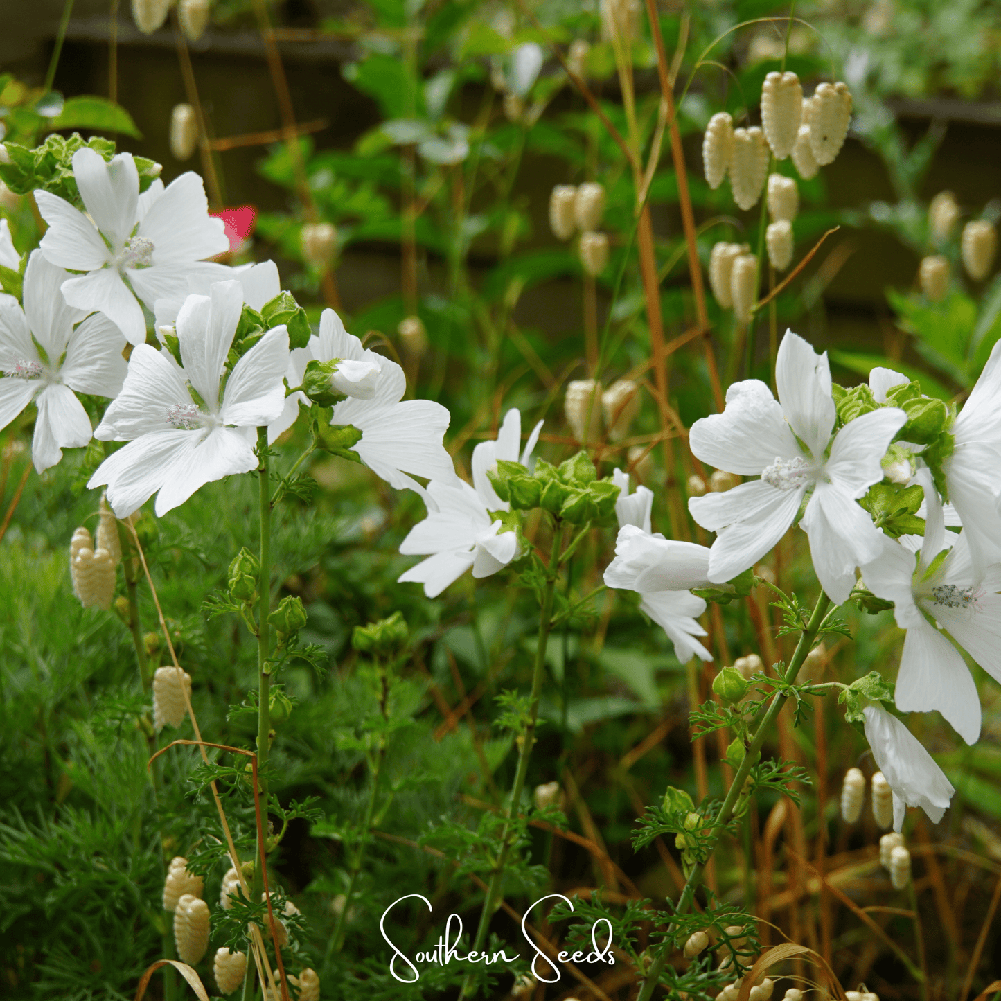 White Hollyhock ā 25 Seeds