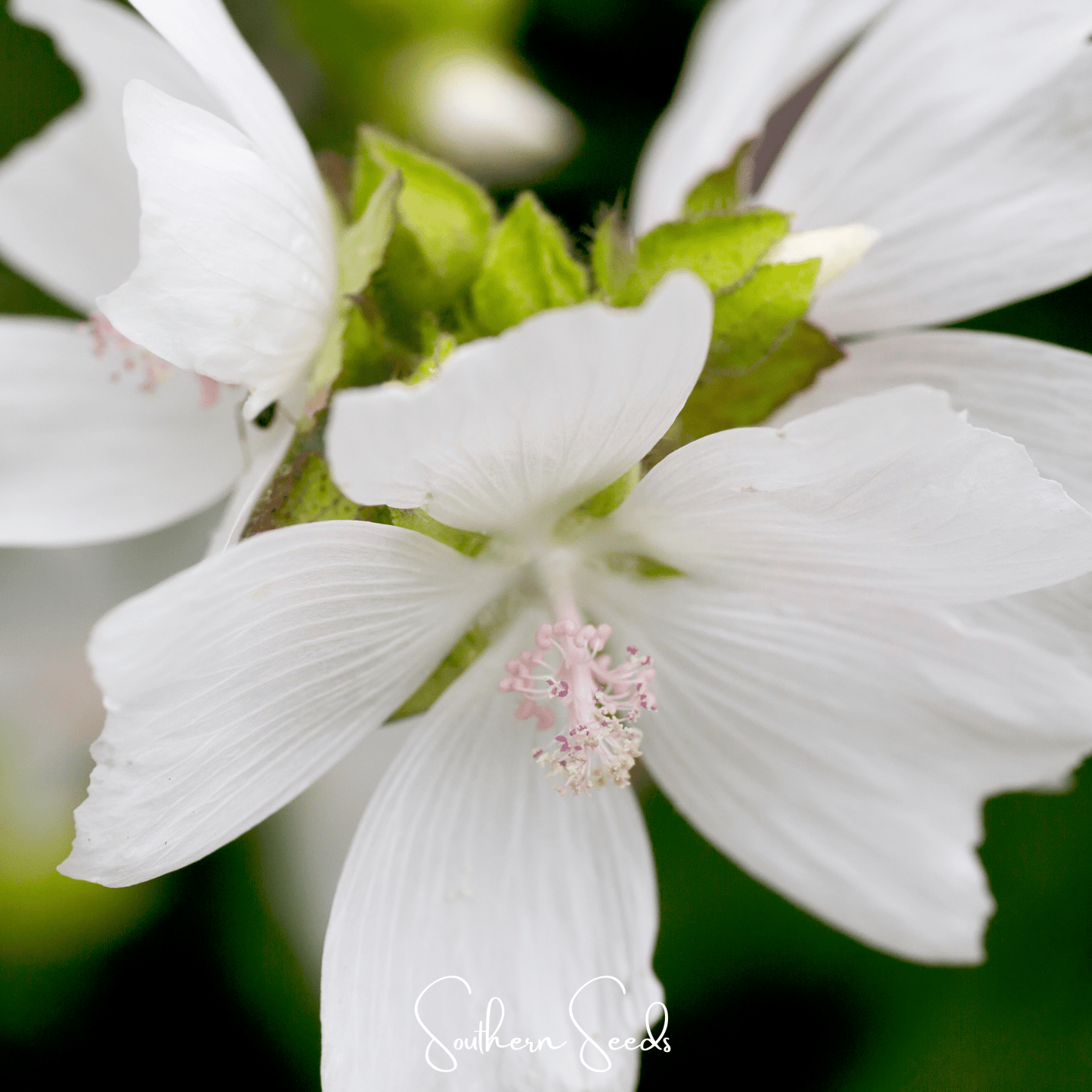 White Hollyhock ā 25 Seeds