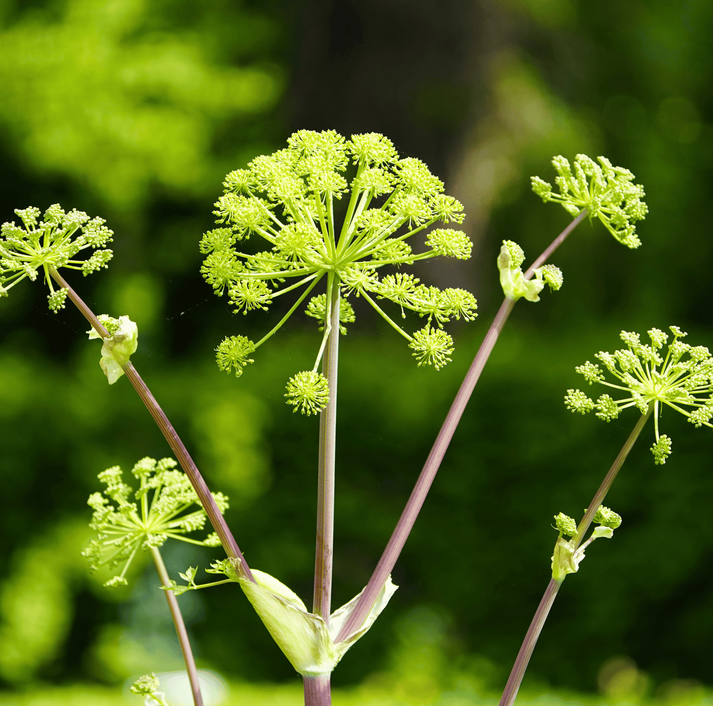 Holy Ghost Angelica ā 50 Seeds