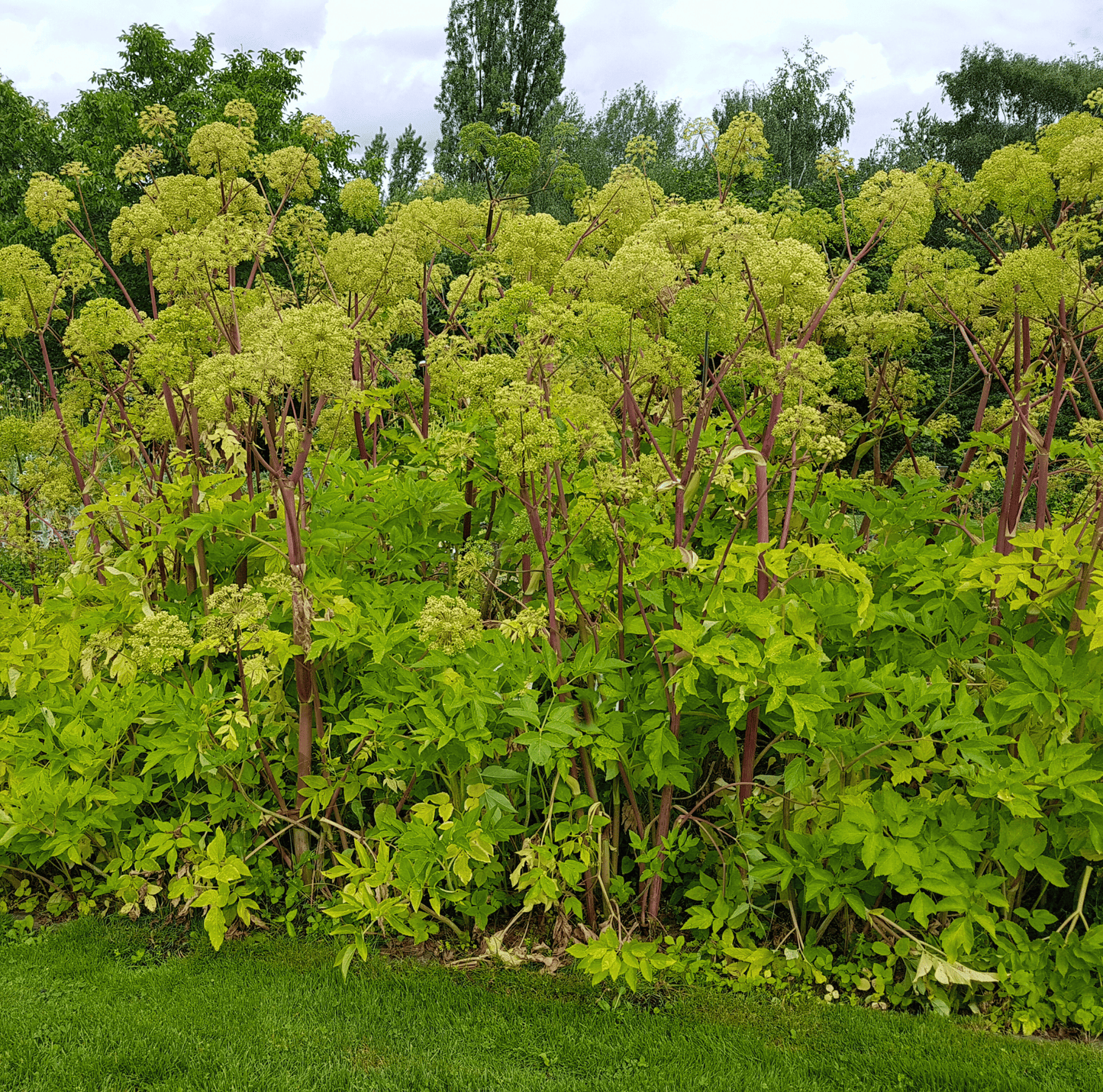 Holy Ghost Angelica ā 50 Seeds