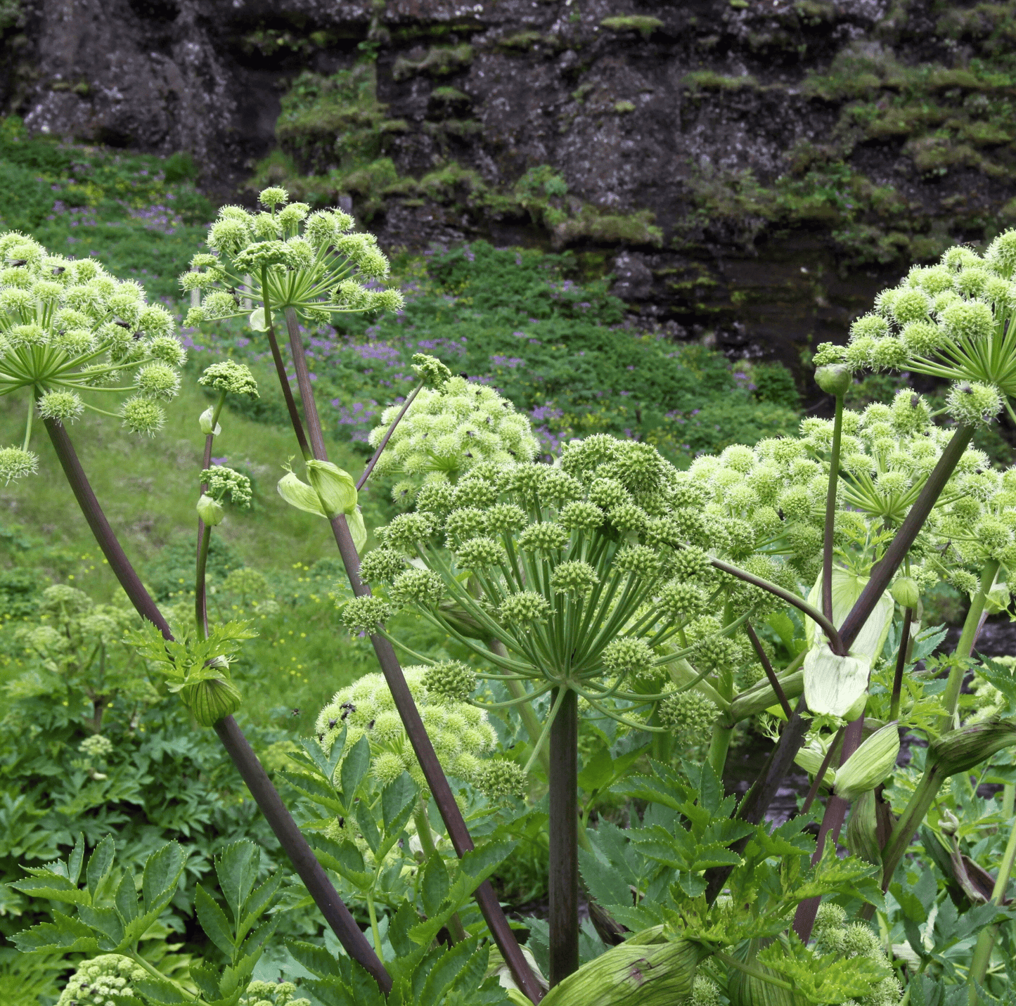 Holy Ghost Angelica ā 50 Seeds