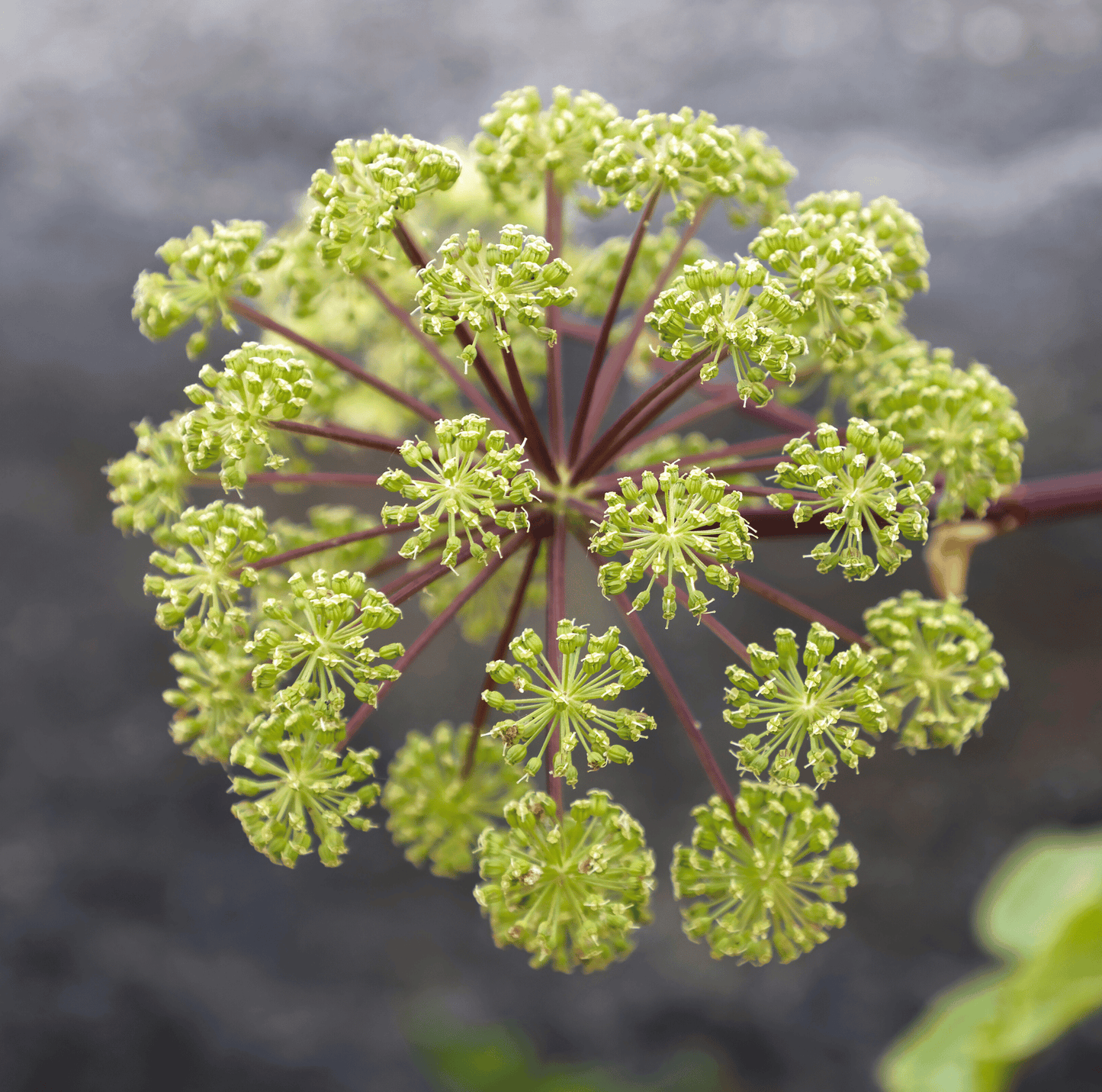 Holy Ghost Angelica ā 50 Seeds