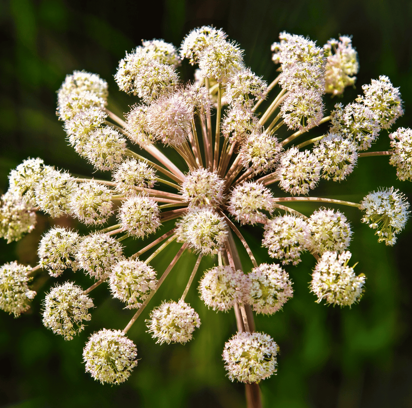 Holy Ghost Angelica ā 50 Seeds