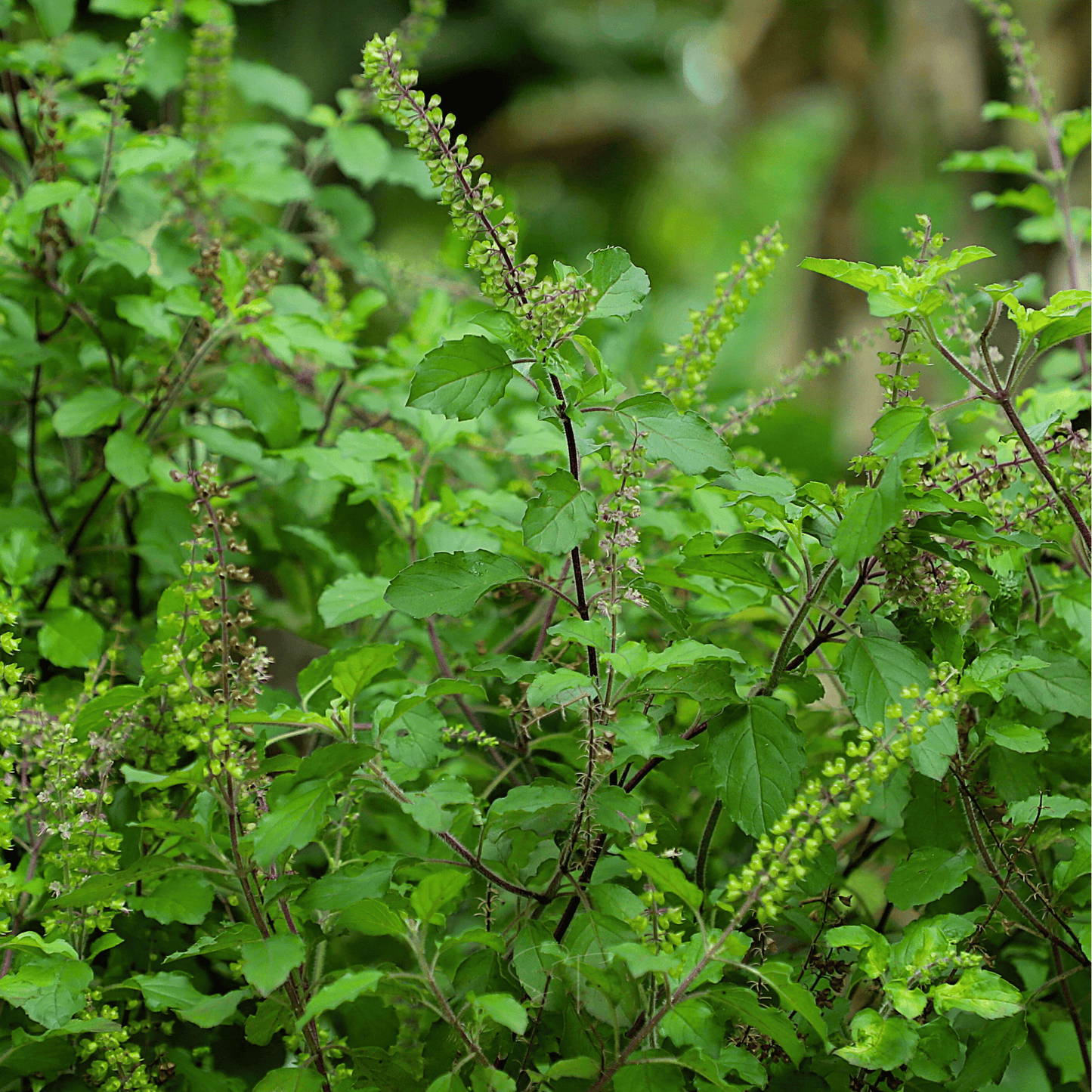 Holy Tulsi Basil ā 250 Seeds
