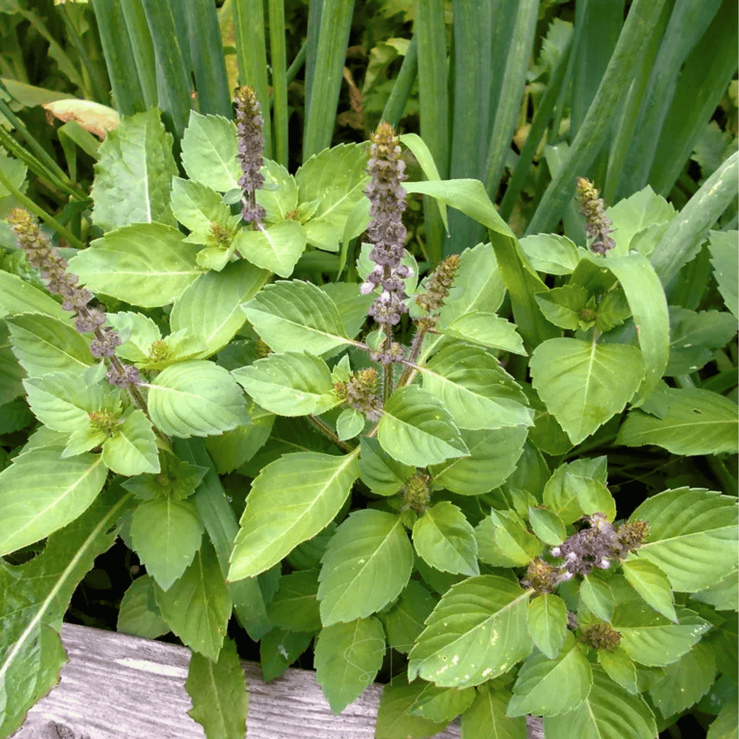 Holy Tulsi Basil ā 250 Seeds