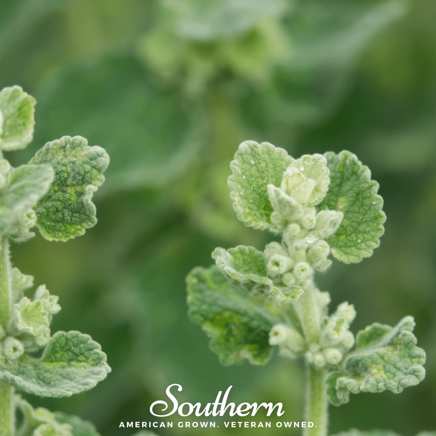 Horehound ā 50 Seeds