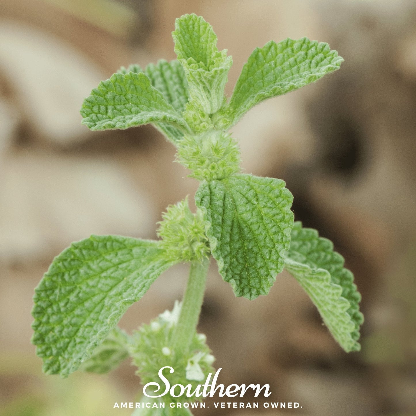 Horehound ā 50 Seeds