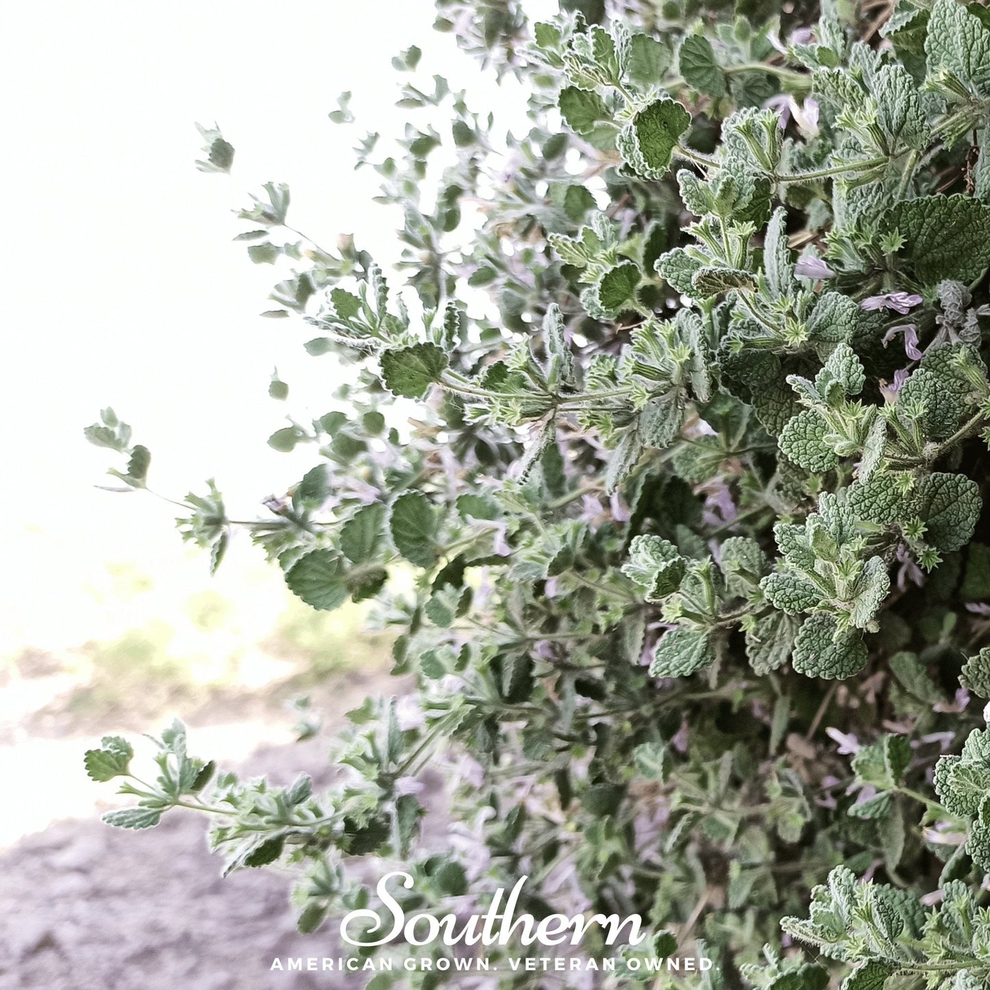 Horehound ā 50 Seeds