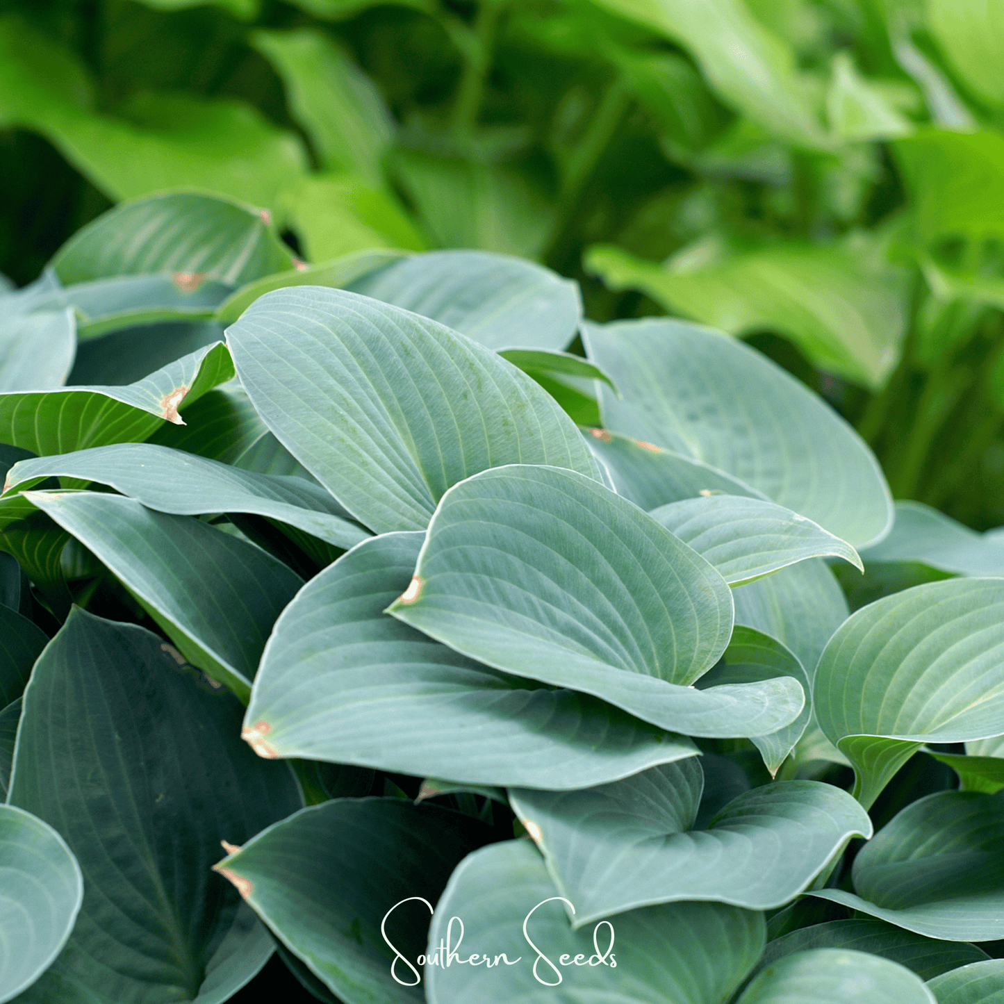 Blue Hosta ā 25 Seeds