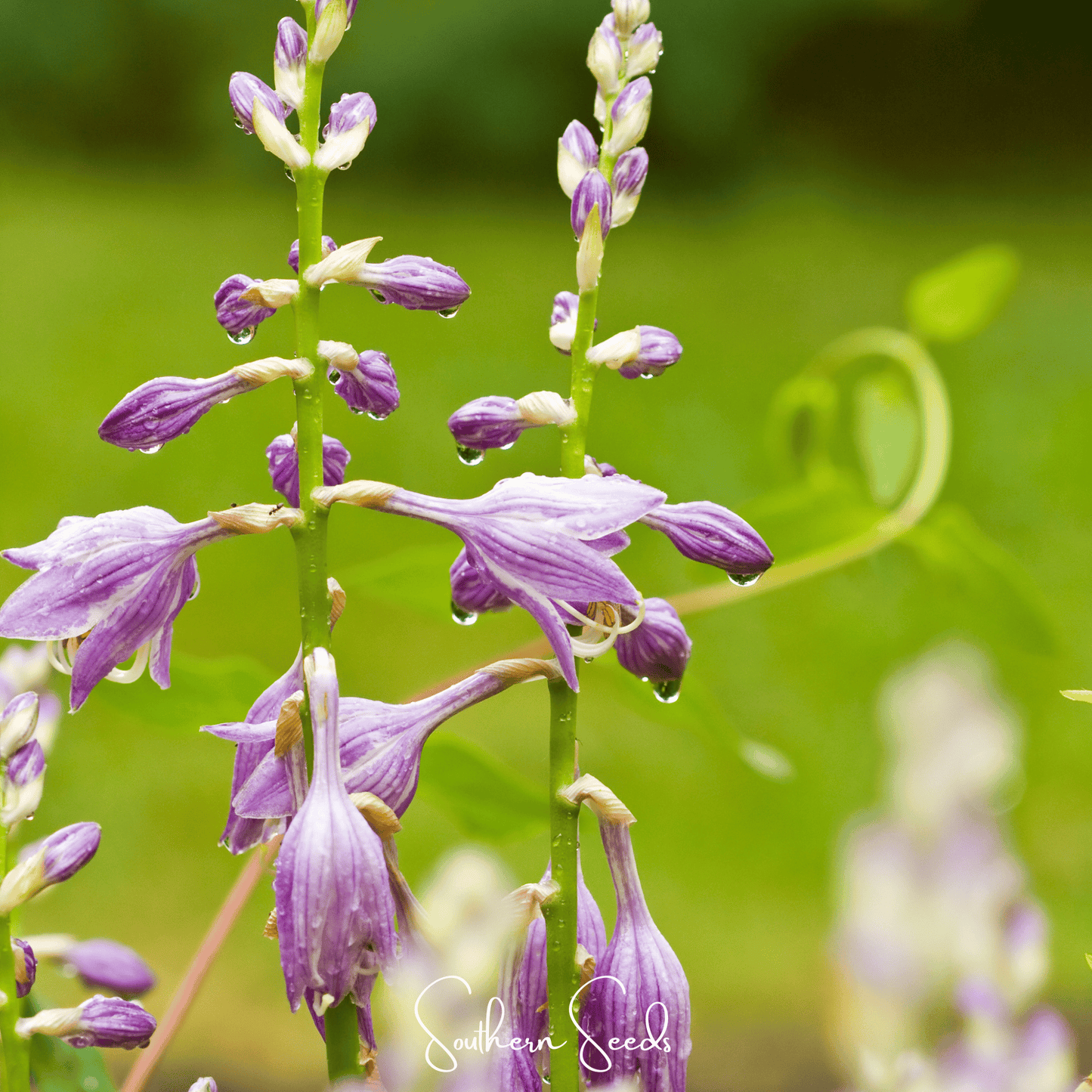 Blue Hosta ā 25 Seeds