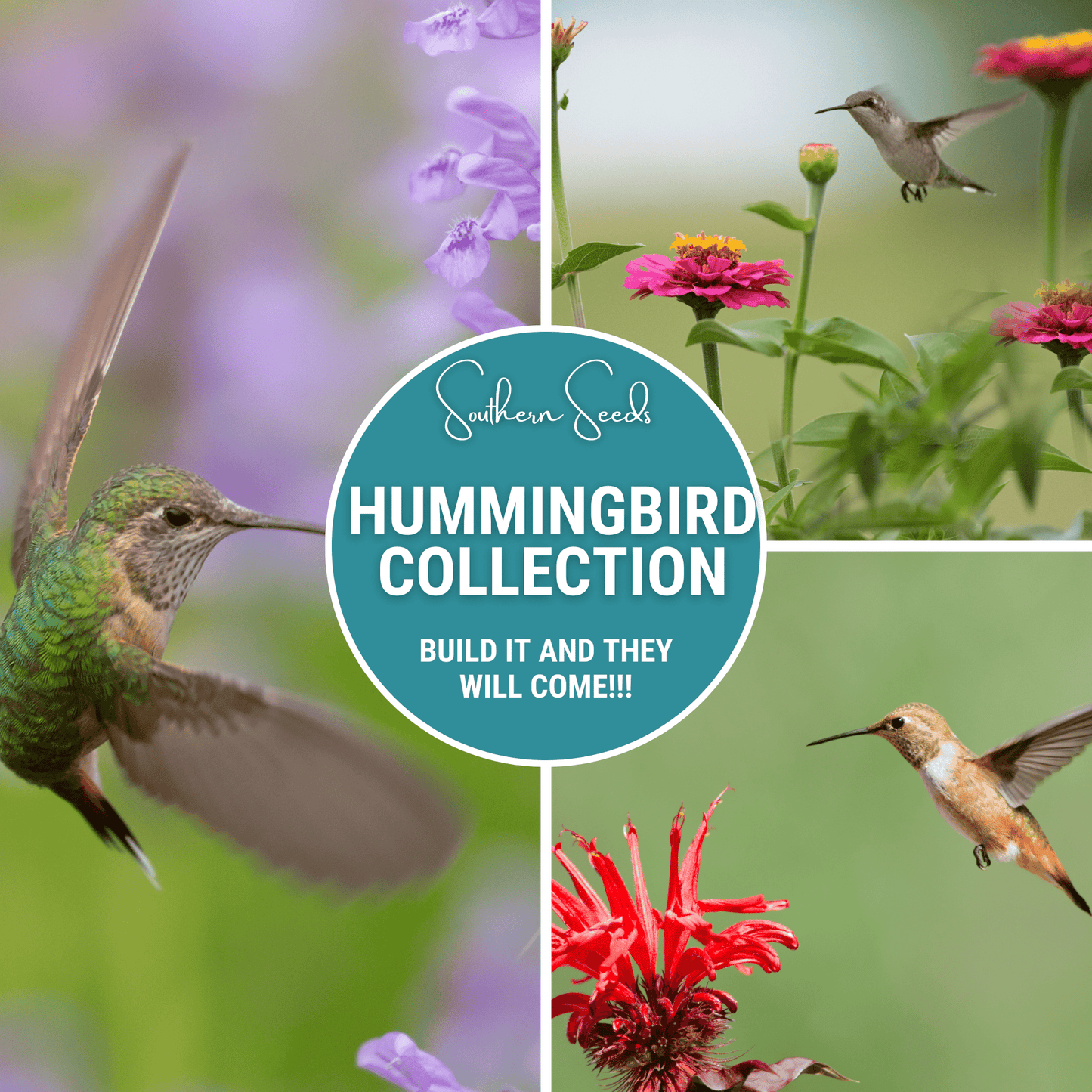 Hummingbird Garden Seed Collection ā 10 Varieties