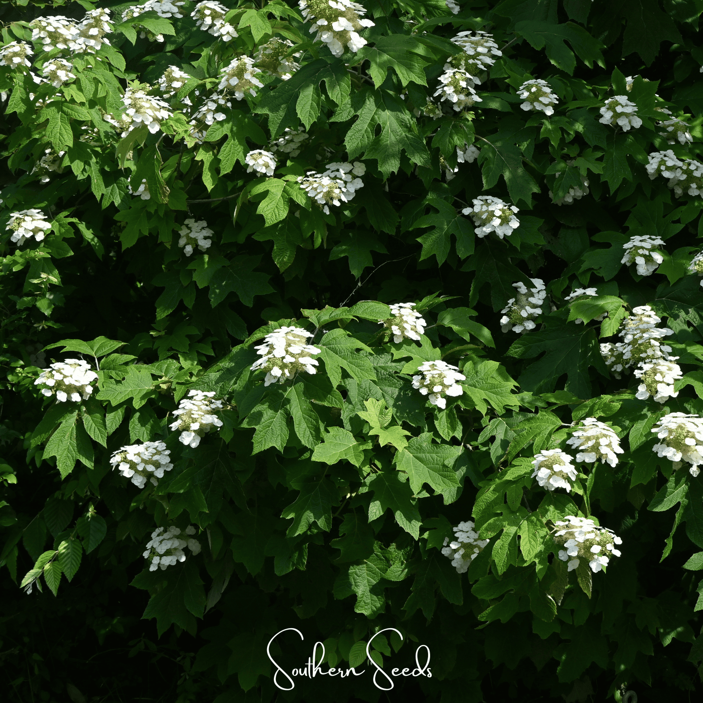 Oakleaf Hydrangea ā 100 Seeds