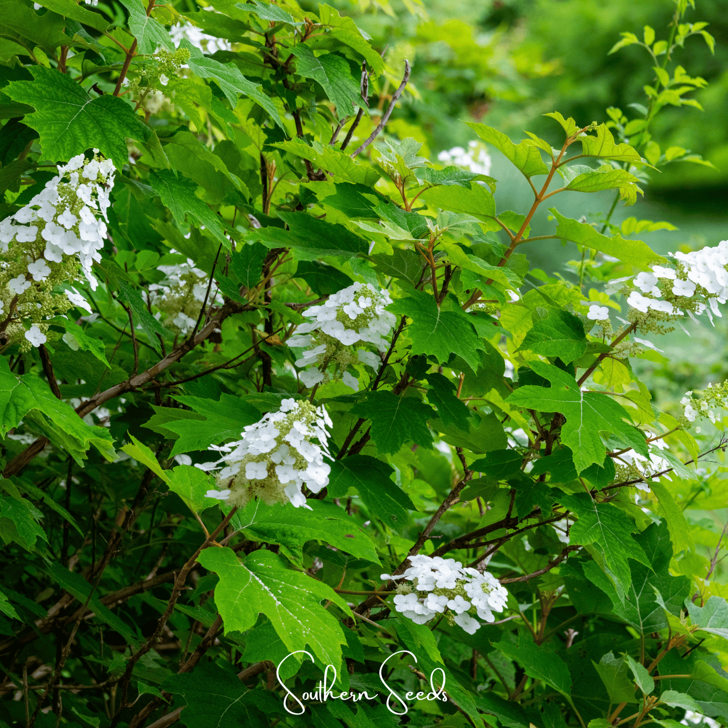 Oakleaf Hydrangea ā 100 Seeds