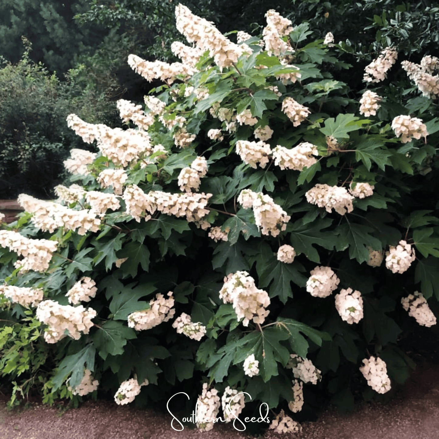Oakleaf Hydrangea ā 100 Seeds
