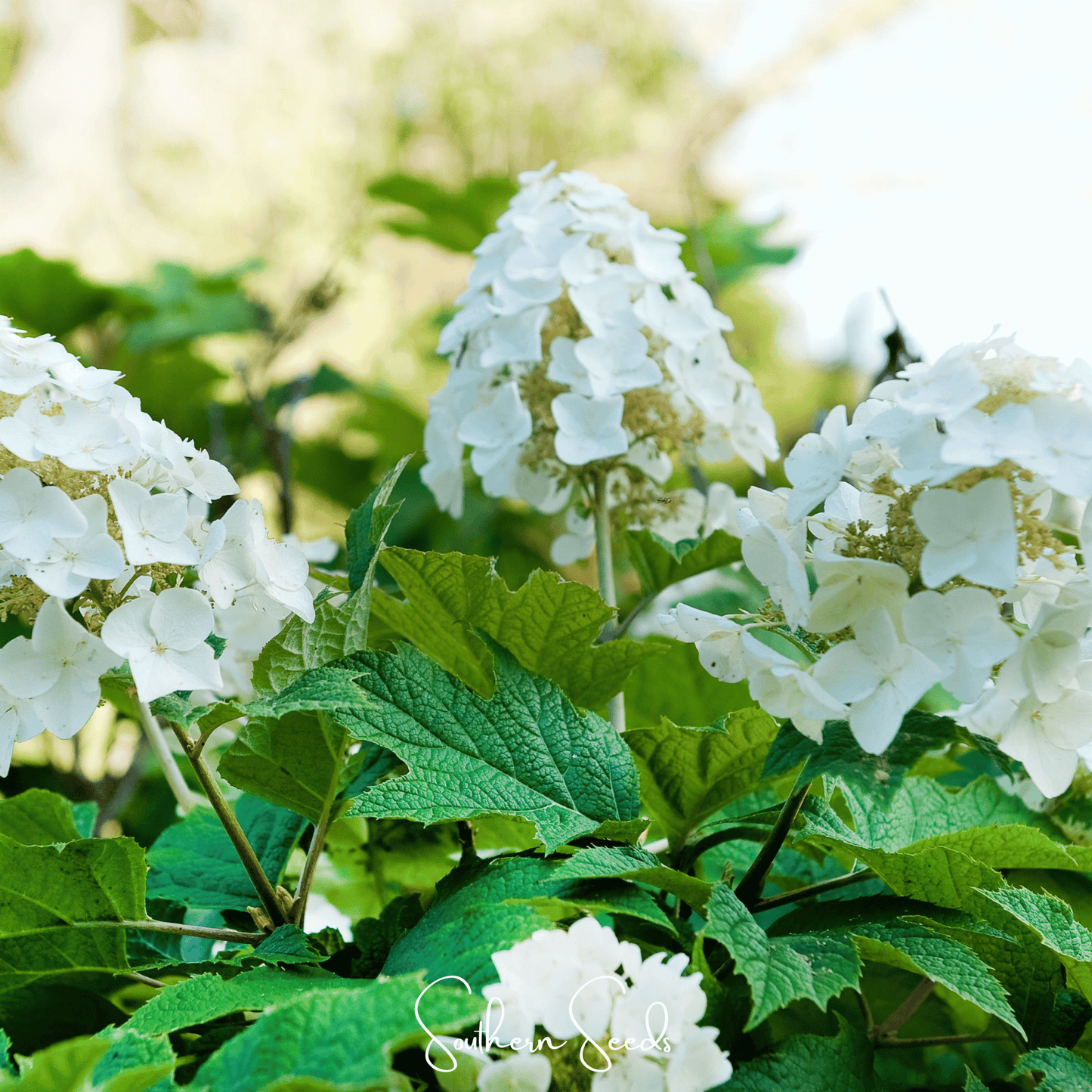 Oakleaf Hydrangea ā 100 Seeds