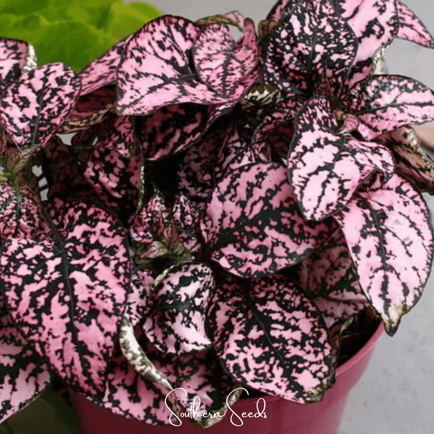 Pink Polka Dot Hypoestes ā 25 Seeds