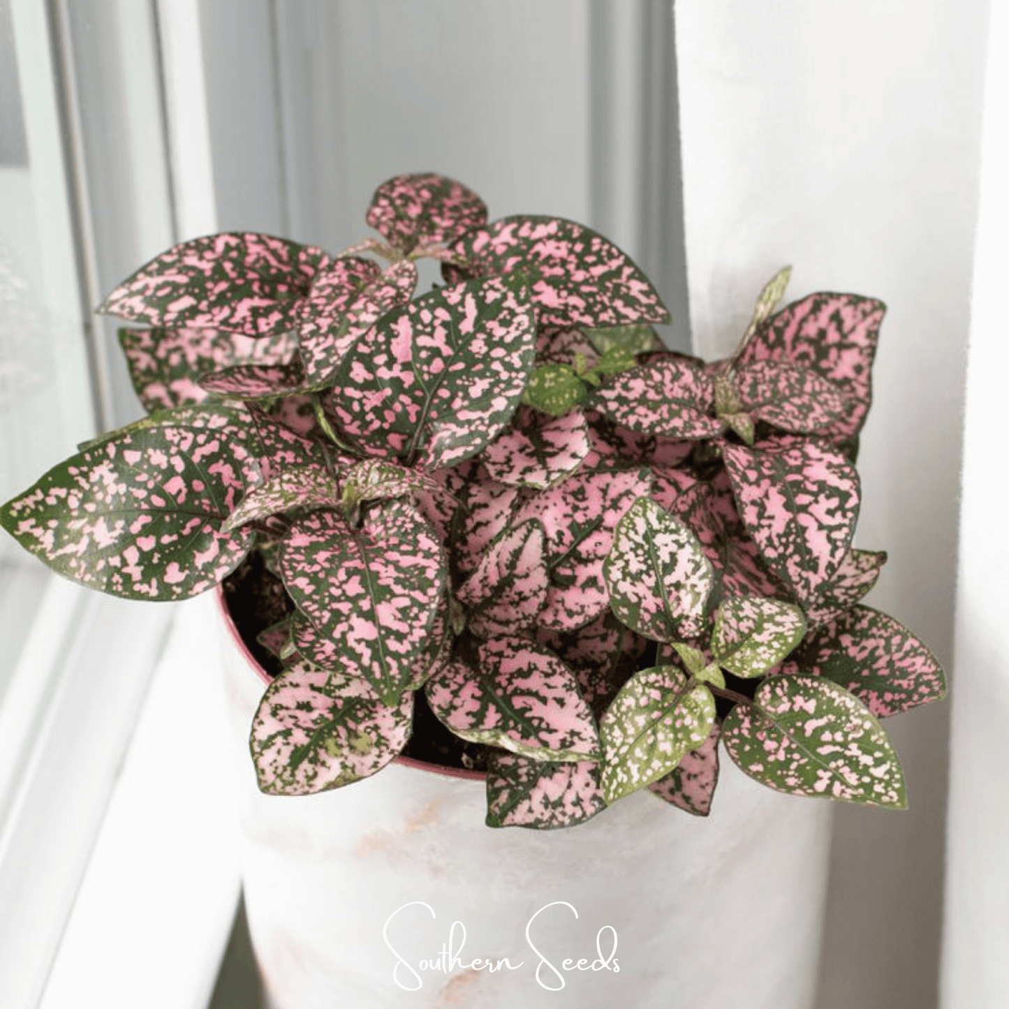 Pink Polka Dot Hypoestes ā 25 Seeds