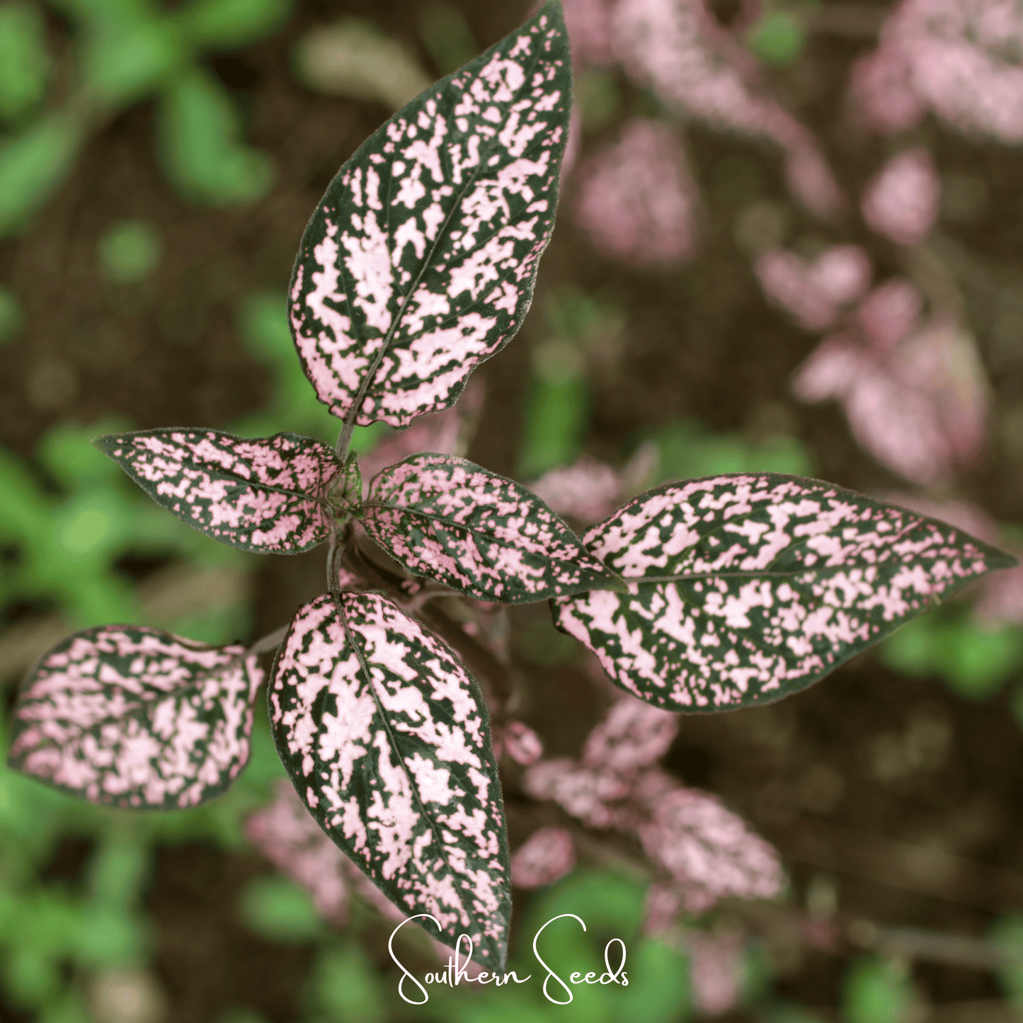 Pink Polka Dot Hypoestes ā 25 Seeds
