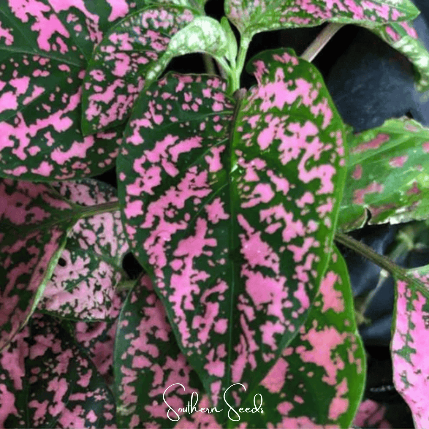 Pink Polka Dot Hypoestes ā 25 Seeds