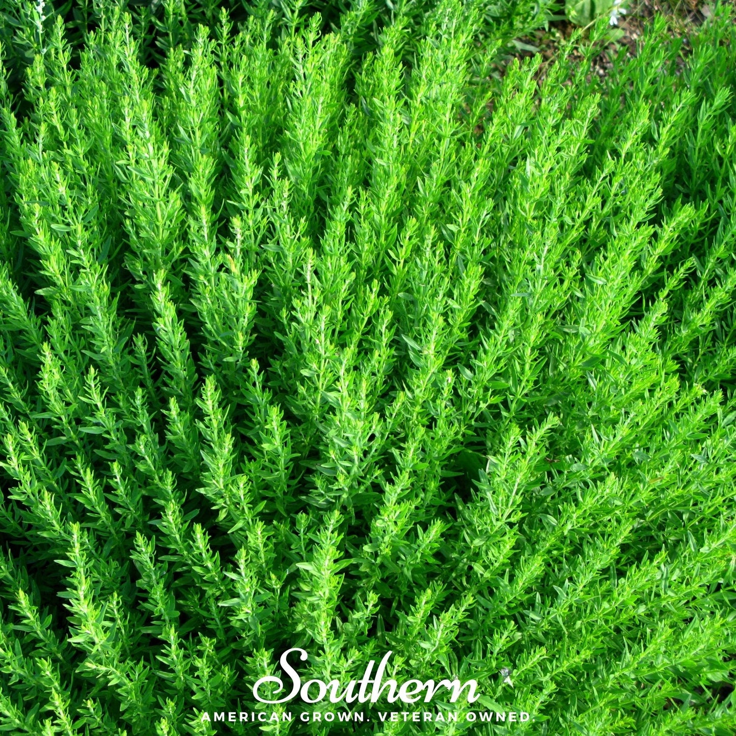 Blue Hyssop ā 200 Seeds