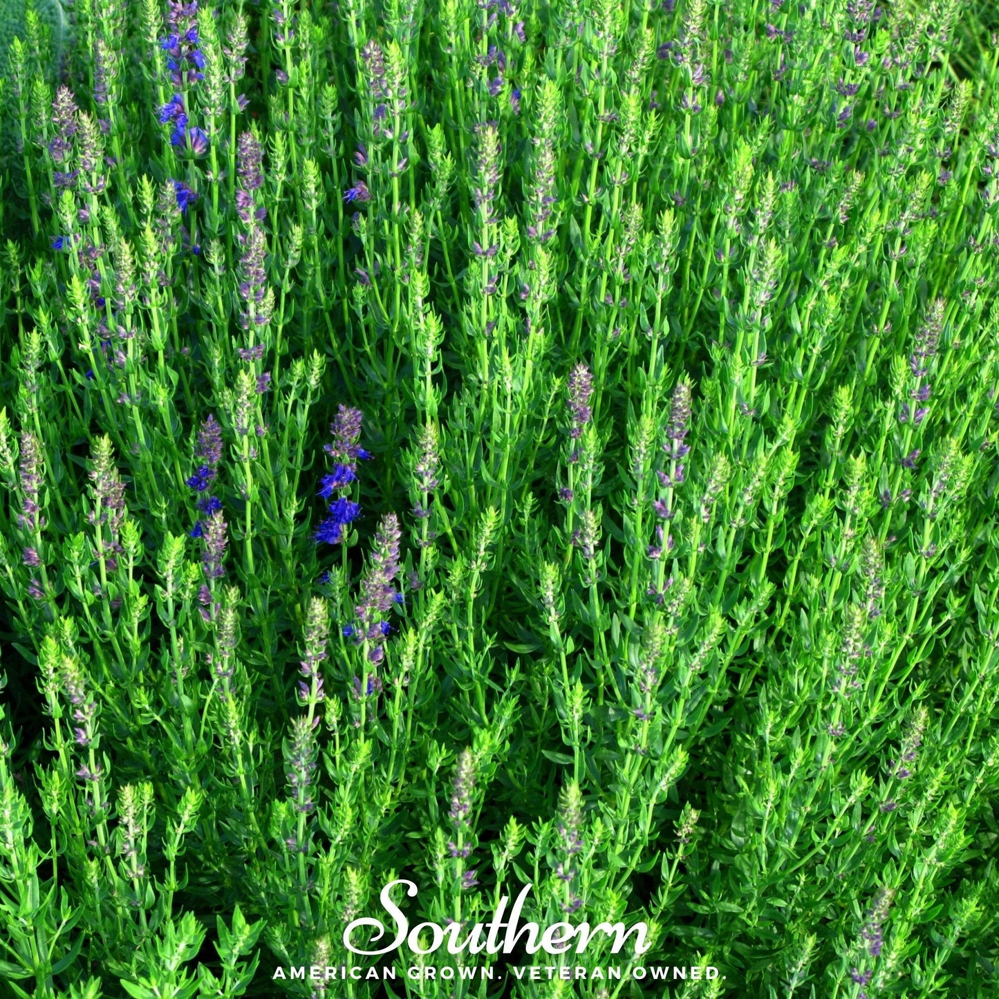 Blue Hyssop ā 200 Seeds