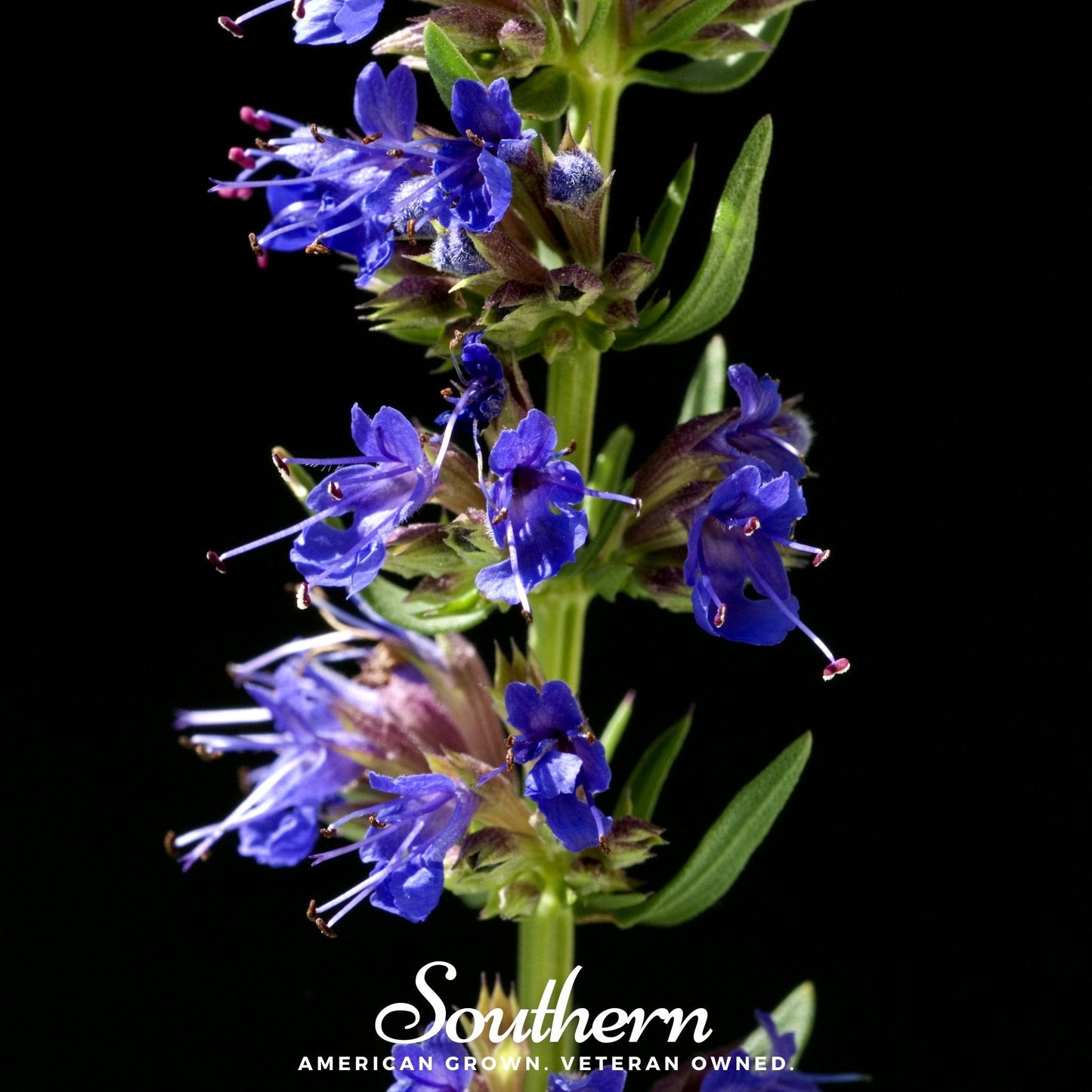 Blue Hyssop ā 200 Seeds