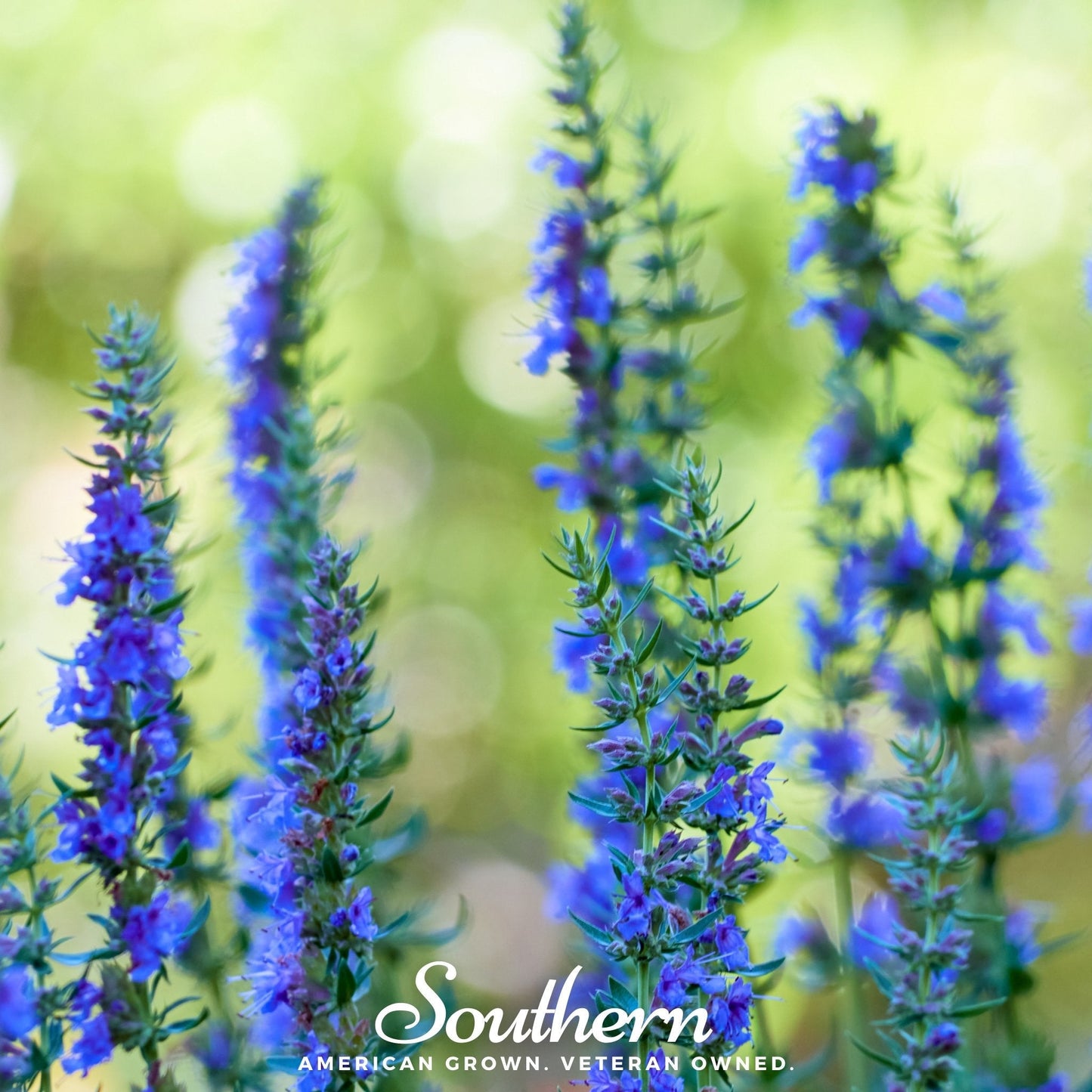 Blue Hyssop ā 200 Seeds