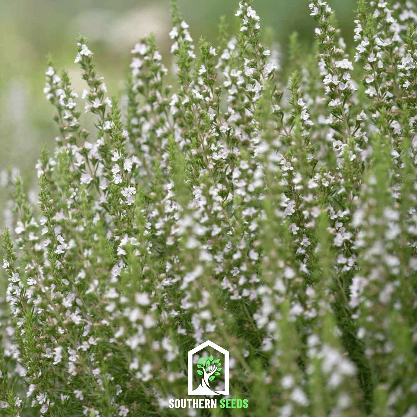 White Hyssop ā 50 Seeds