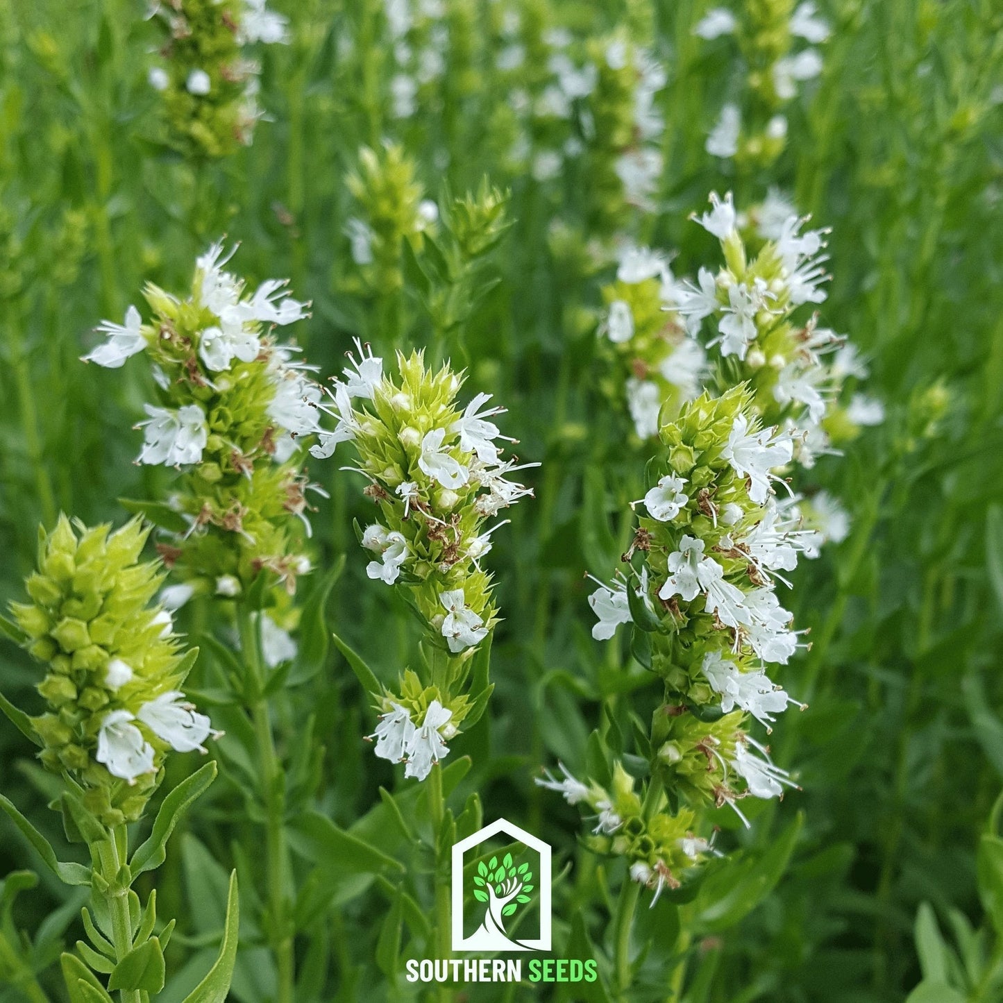 White Hyssop ā 50 Seeds