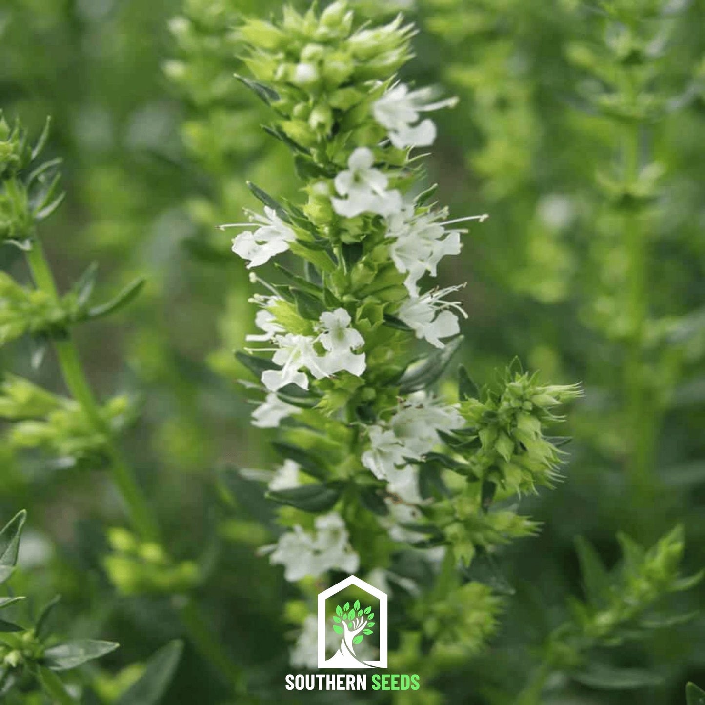 White Hyssop ā 50 Seeds