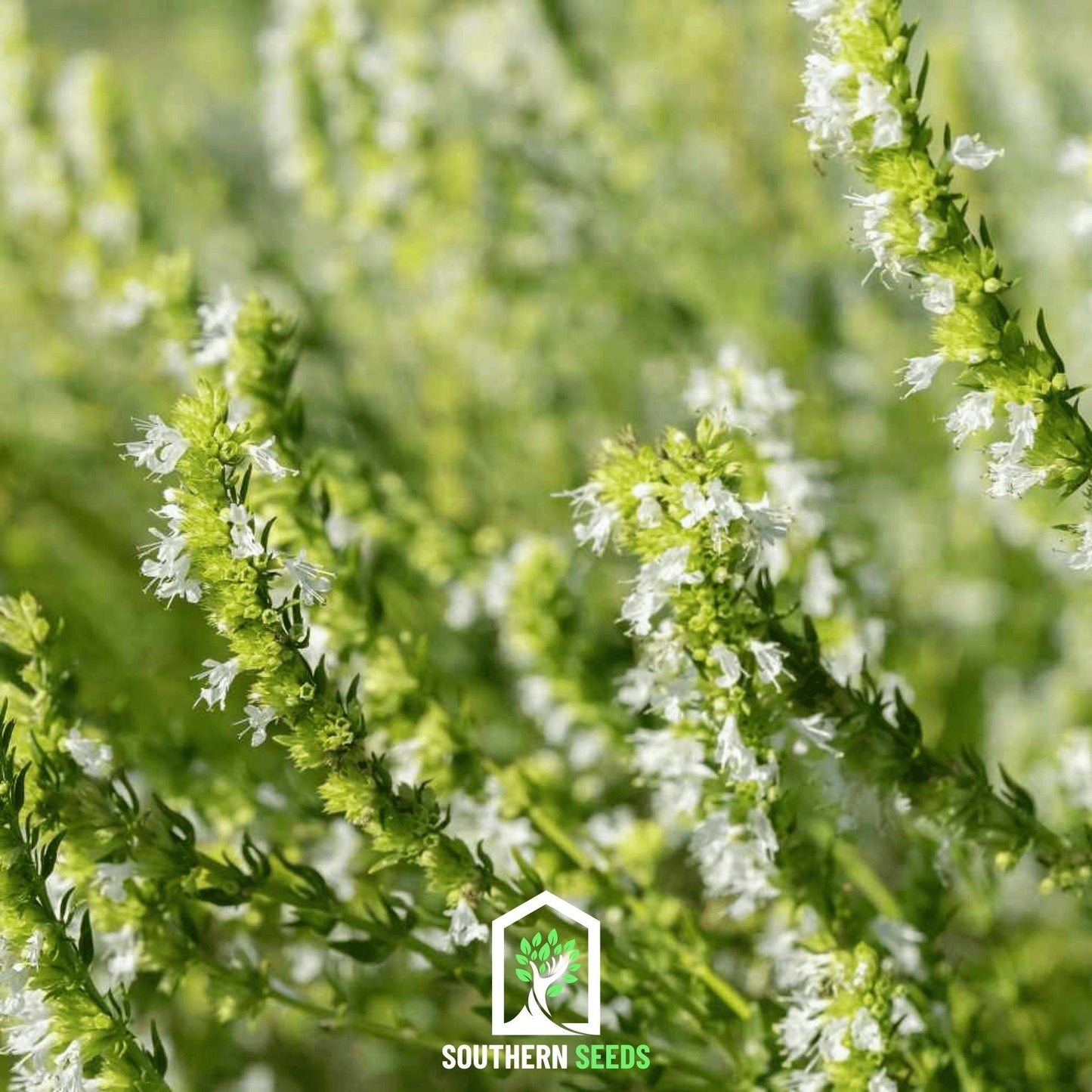 White Hyssop ā 50 Seeds
