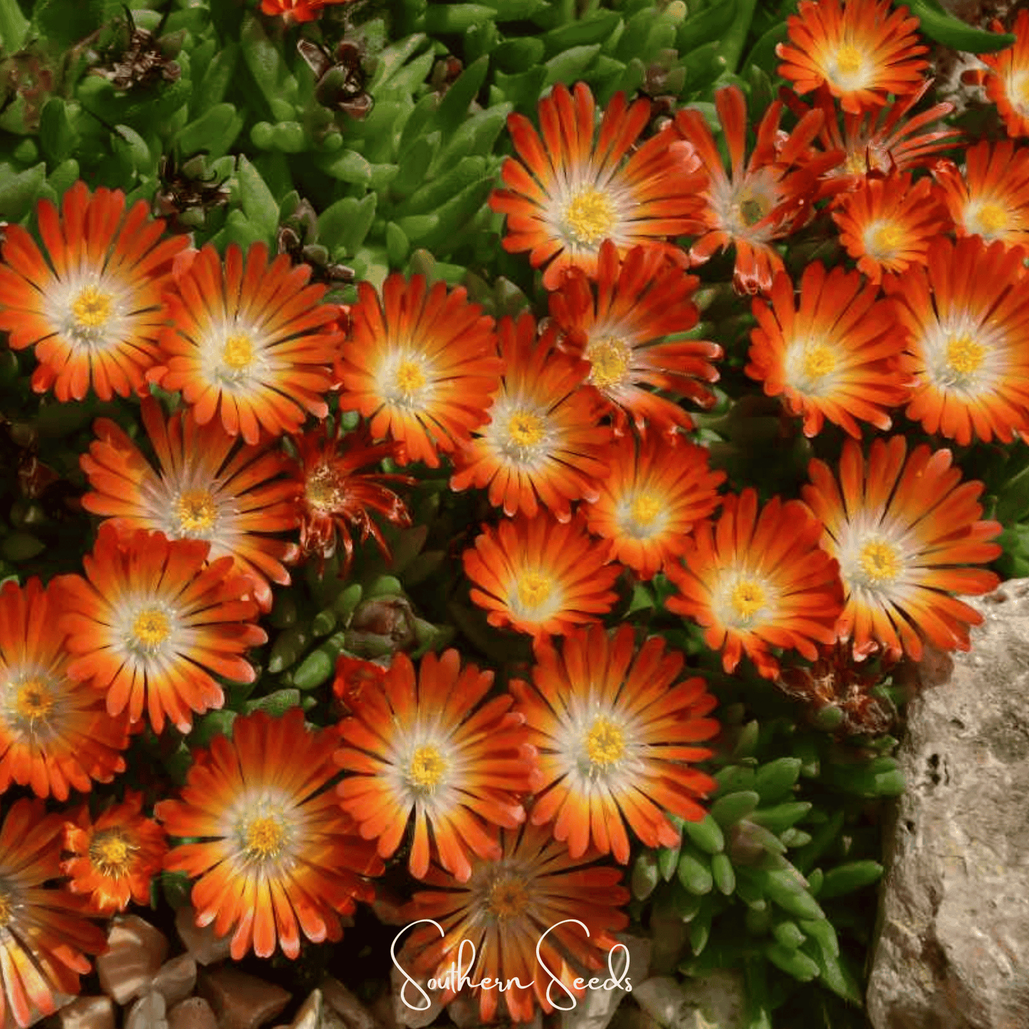 Orange Gelato Ice Plant ā 200 Seeds