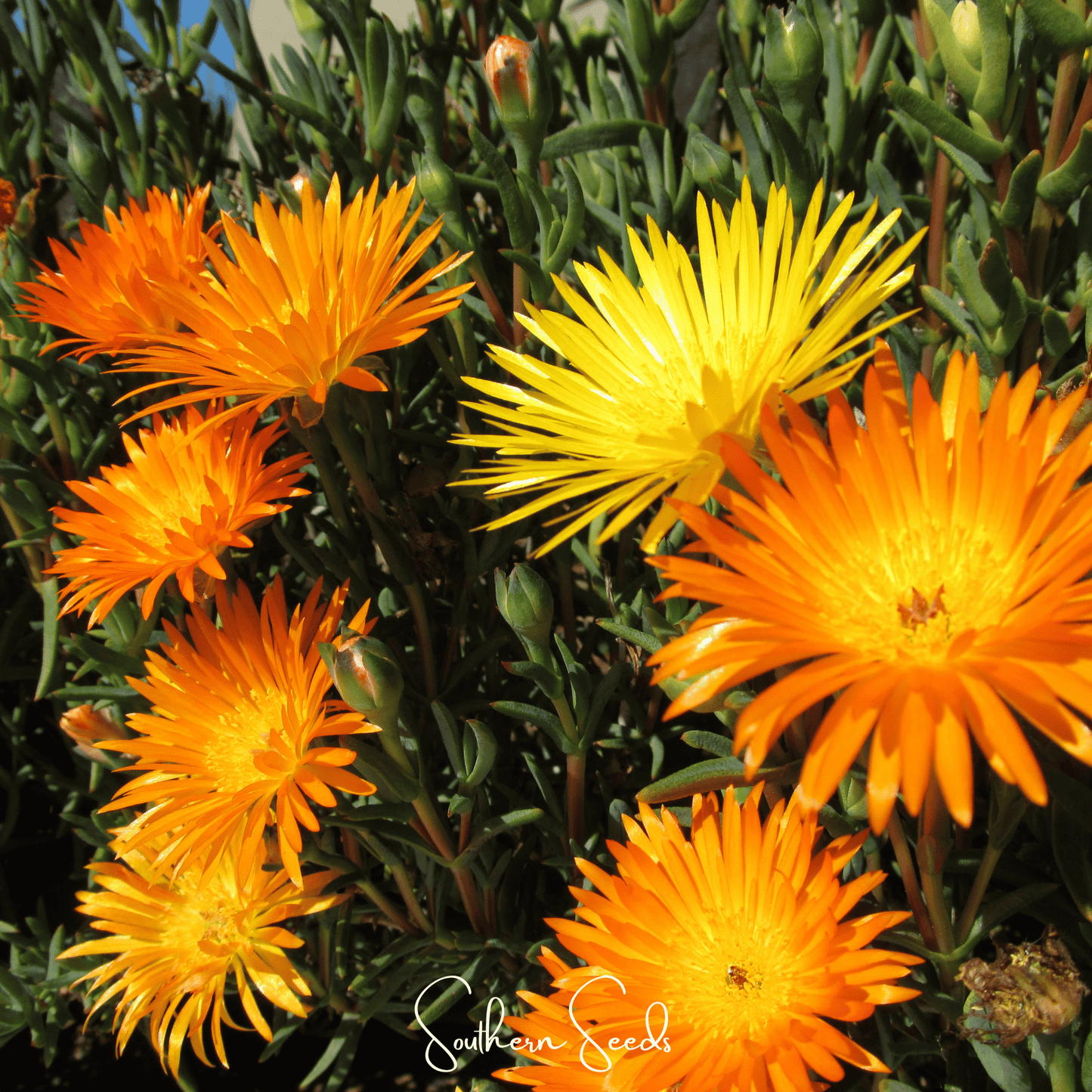 Orange Gelato Ice Plant ā 200 Seeds