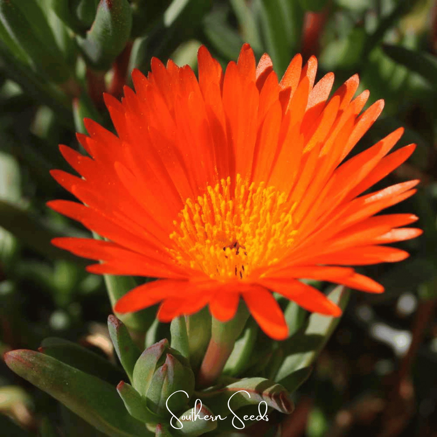 Orange Gelato Ice Plant ā 200 Seeds