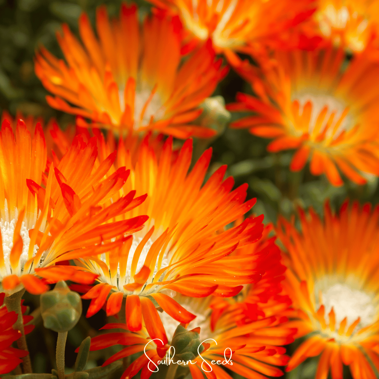 Orange Gelato Ice Plant ā 200 Seeds