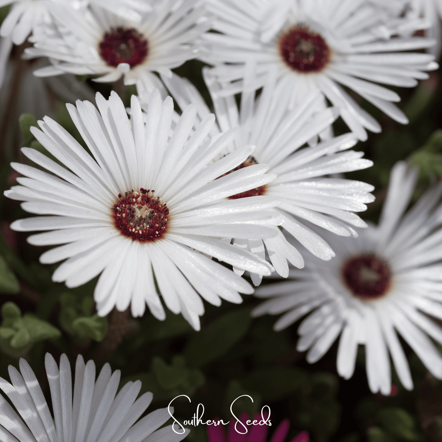 Gelato White Ice Plant ā 200 Seeds