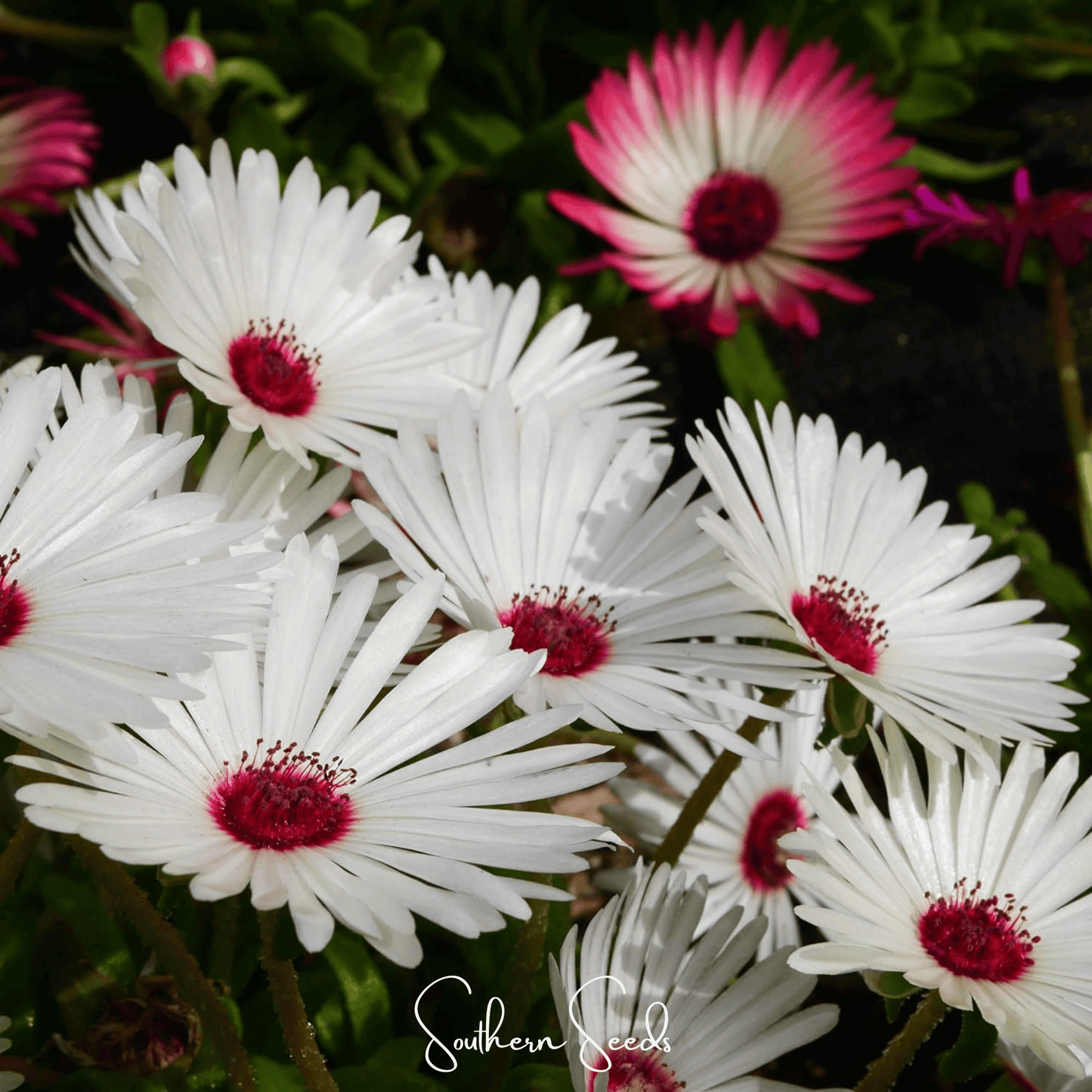 Gelato White Ice Plant ā 200 Seeds