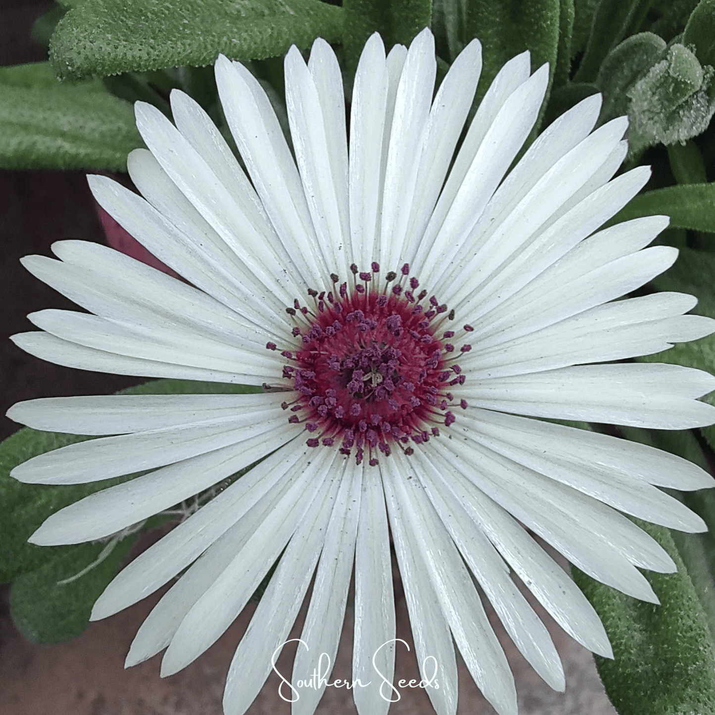 Gelato White Ice Plant ā 200 Seeds