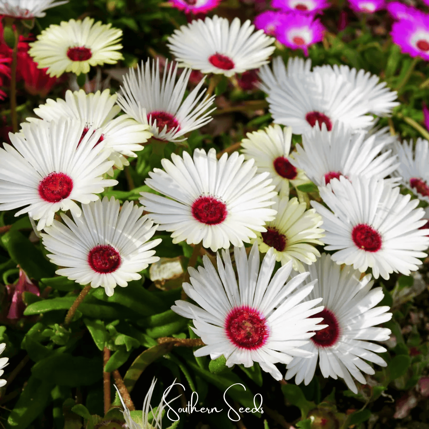 Gelato White Ice Plant ā 200 Seeds