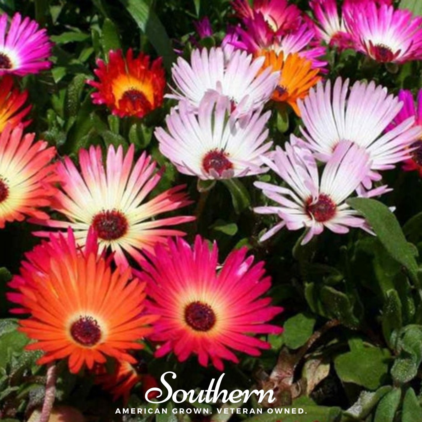 Ice Plant Mix ā 200 Seeds