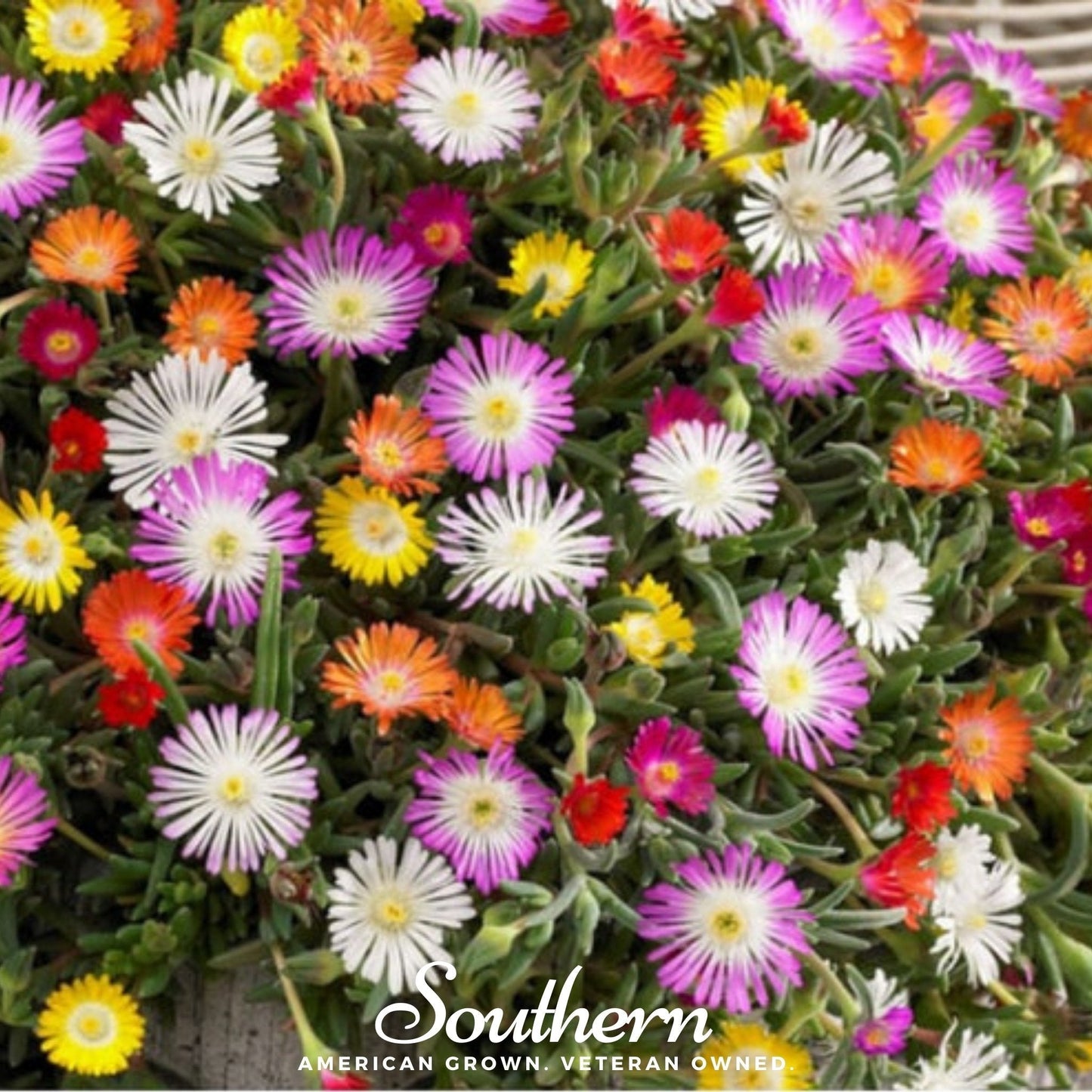 Ice Plant Mix ā 200 Seeds
