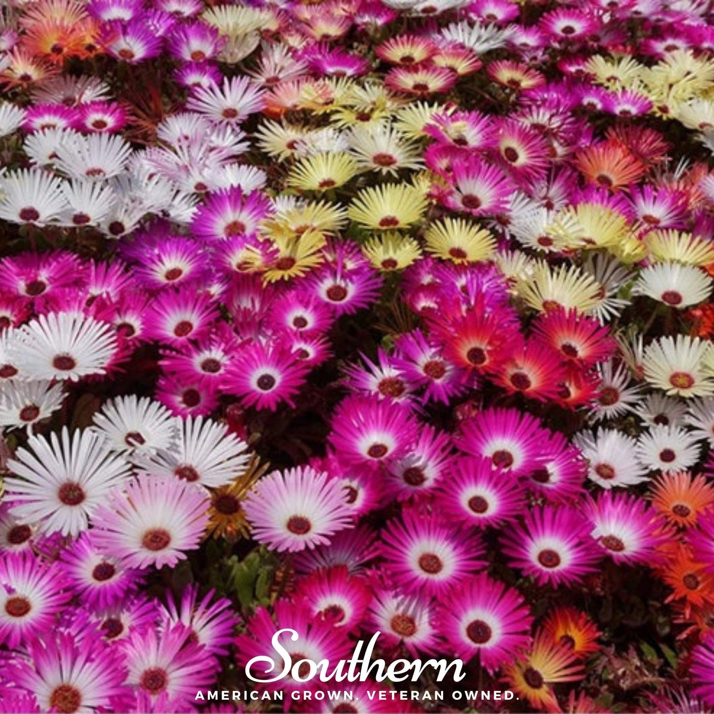 Ice Plant Mix ā 200 Seeds