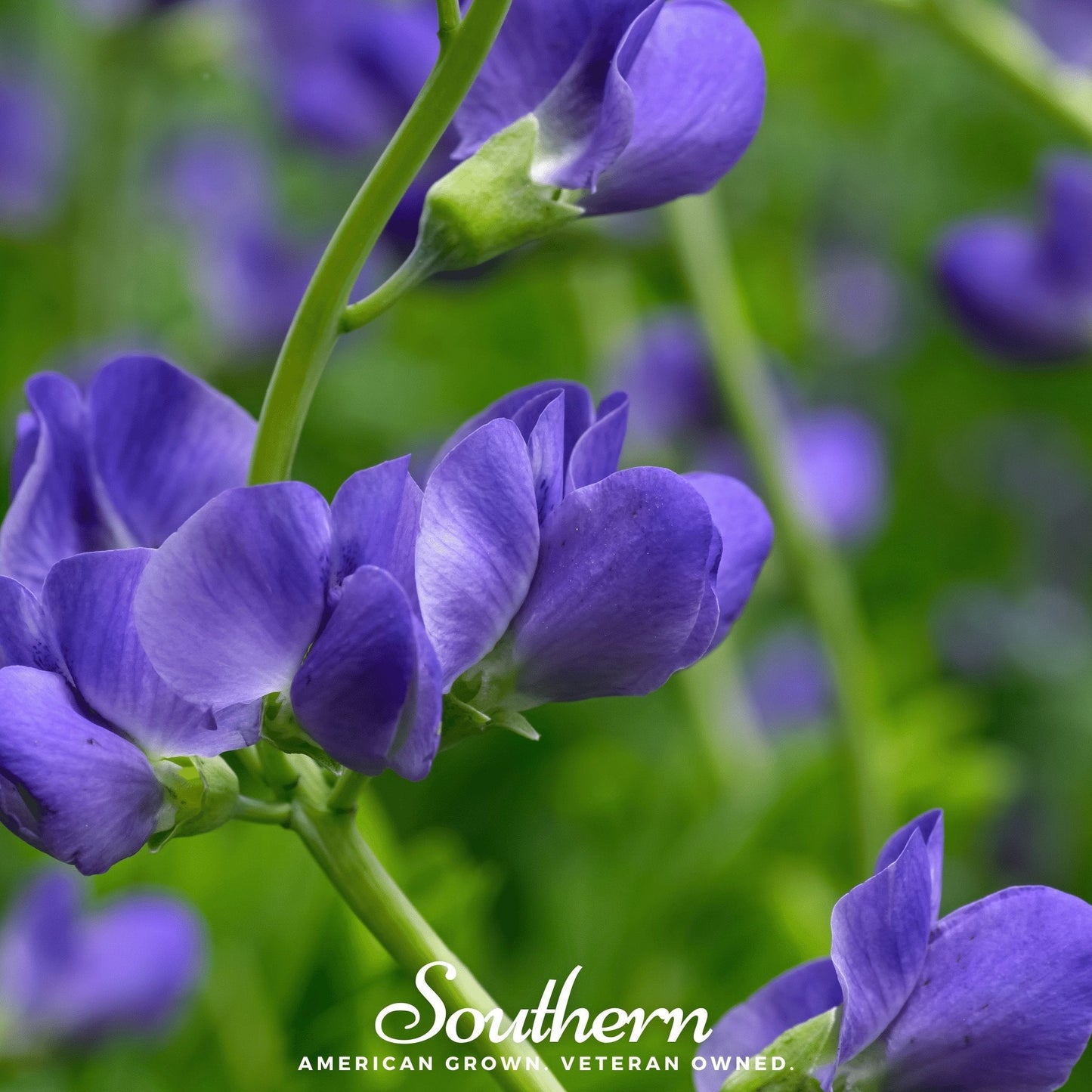 Wild Blue Indigo ā 35 Seeds