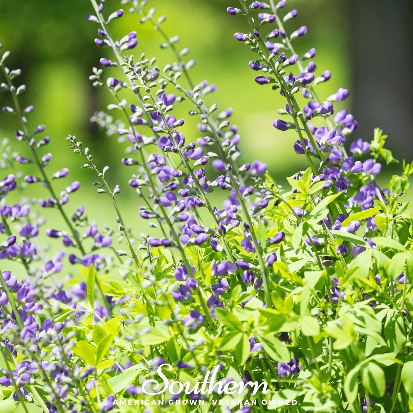 Wild Blue Indigo ā 35 Seeds