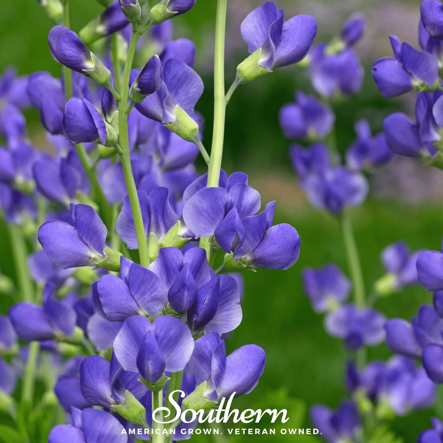 Wild Blue Indigo ā 35 Seeds
