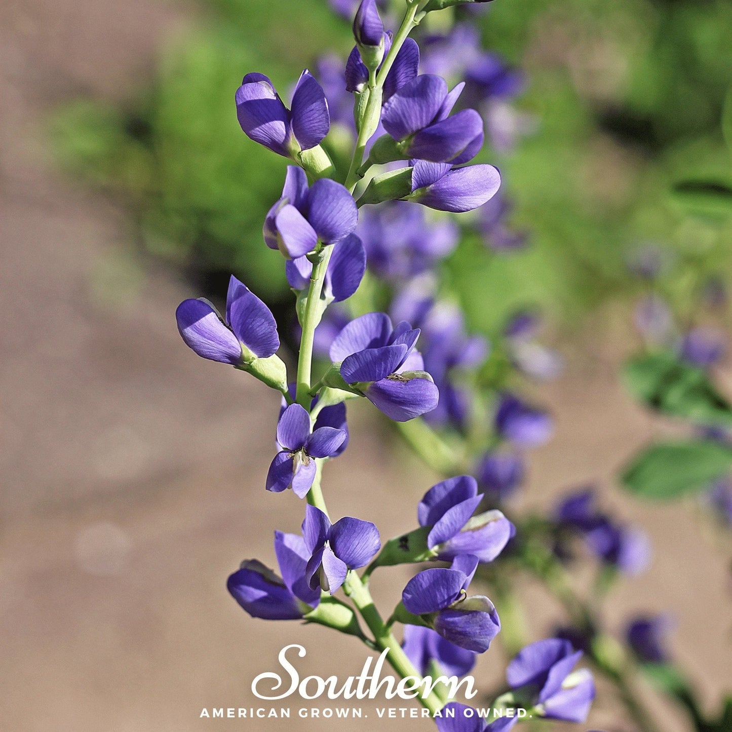Wild Blue Indigo ā 35 Seeds