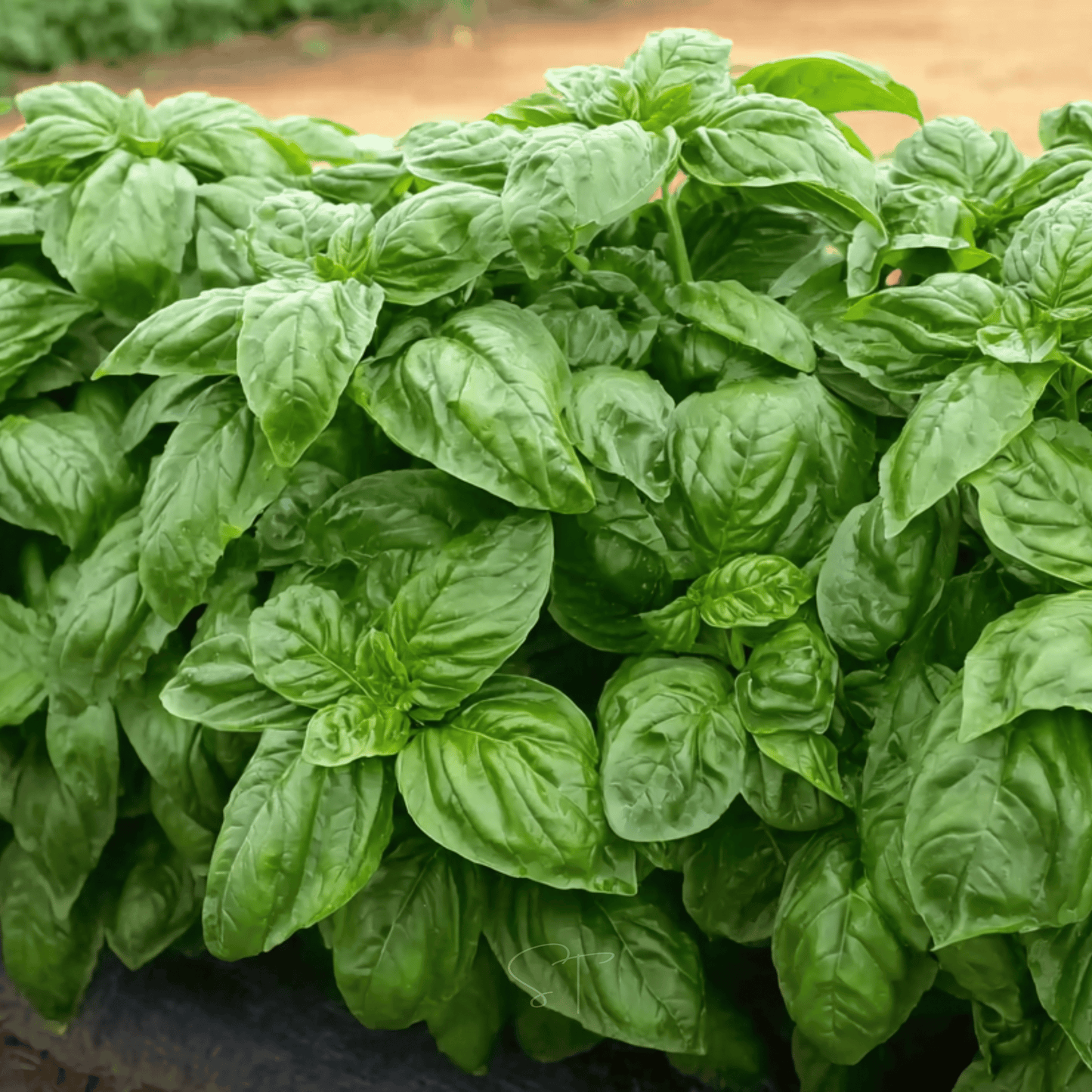 Italian Large Leaf Basil ā 250 Seeds