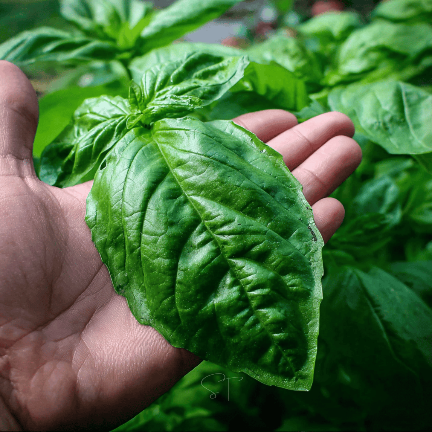 Italian Large Leaf Basil ā 250 Seeds