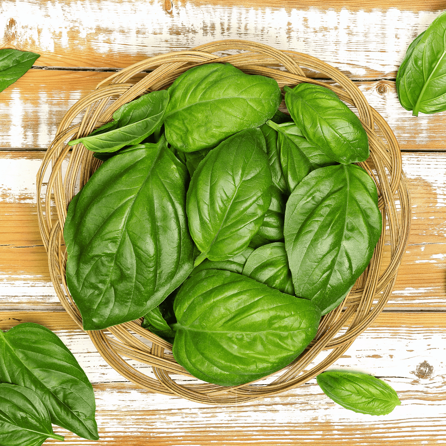 Italian Large Leaf Basil ā 250 Seeds